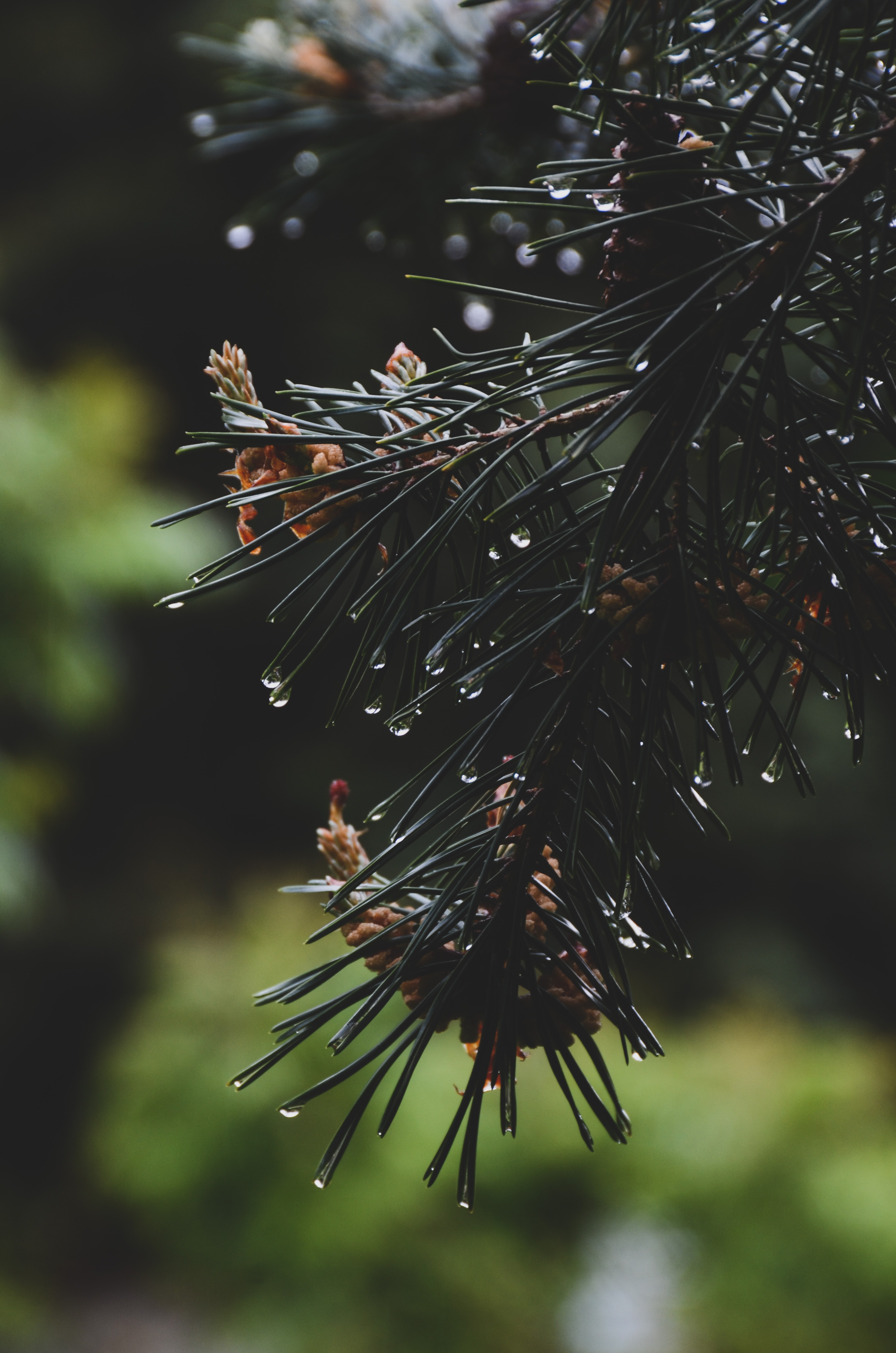 spruce, drops, nature, branch collection of HD images