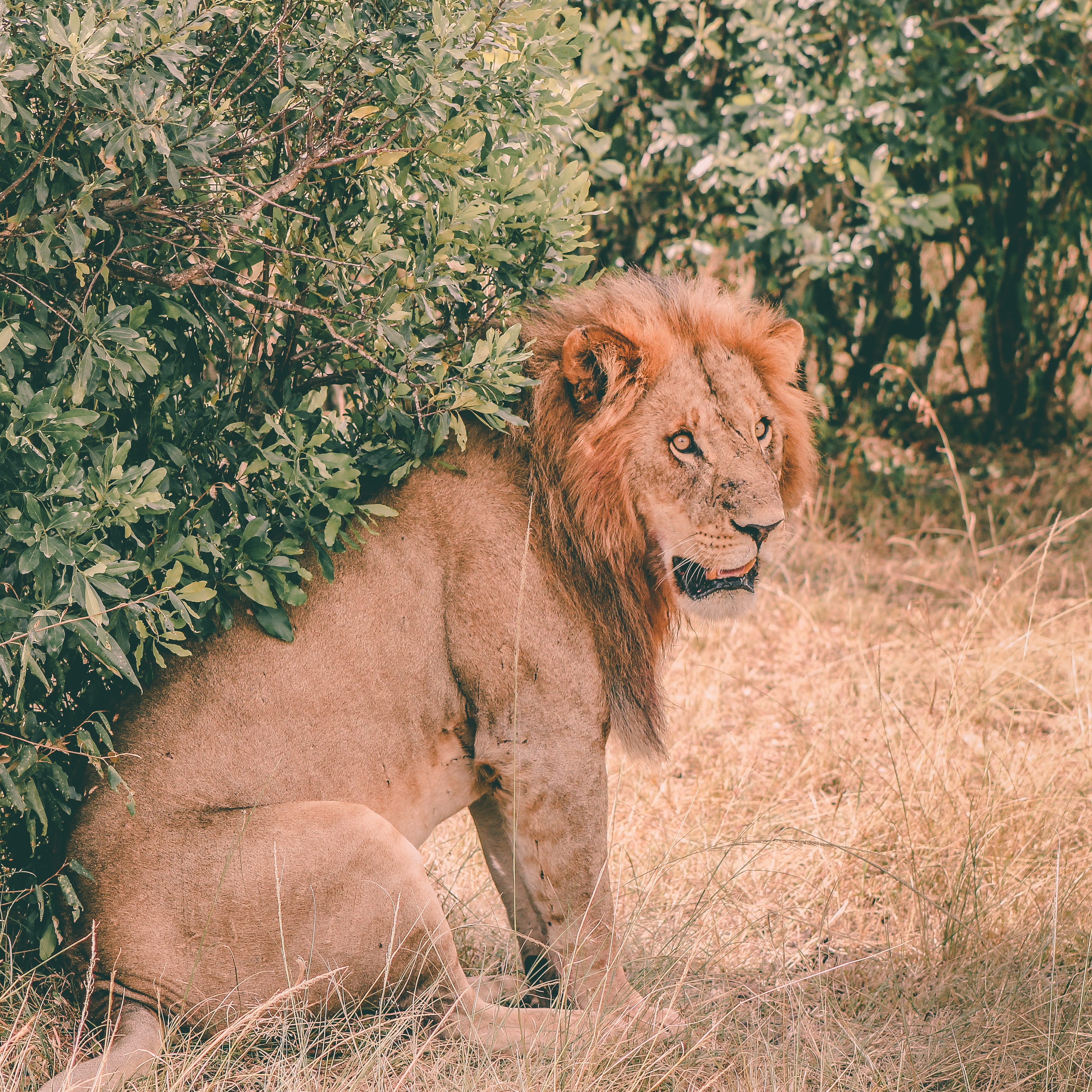 58296 baixar papel de parede animais, leão, focinho, um leão, predator, predador, juba, está sentado, senta - protetores de tela e imagens gratuitamente