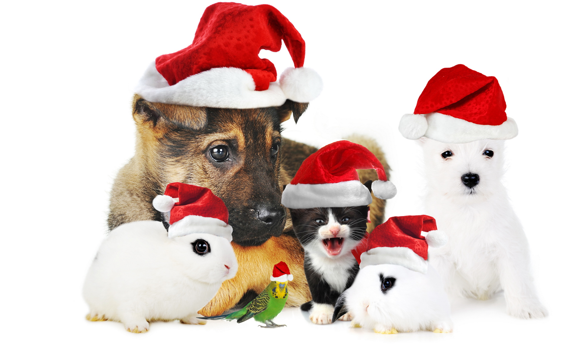 555786壁紙のダウンロード犬, 動物, ペット, クリスマス, 子猫, 子犬, うさぎ, サンタハット-スクリーンセーバーと写真を無料で