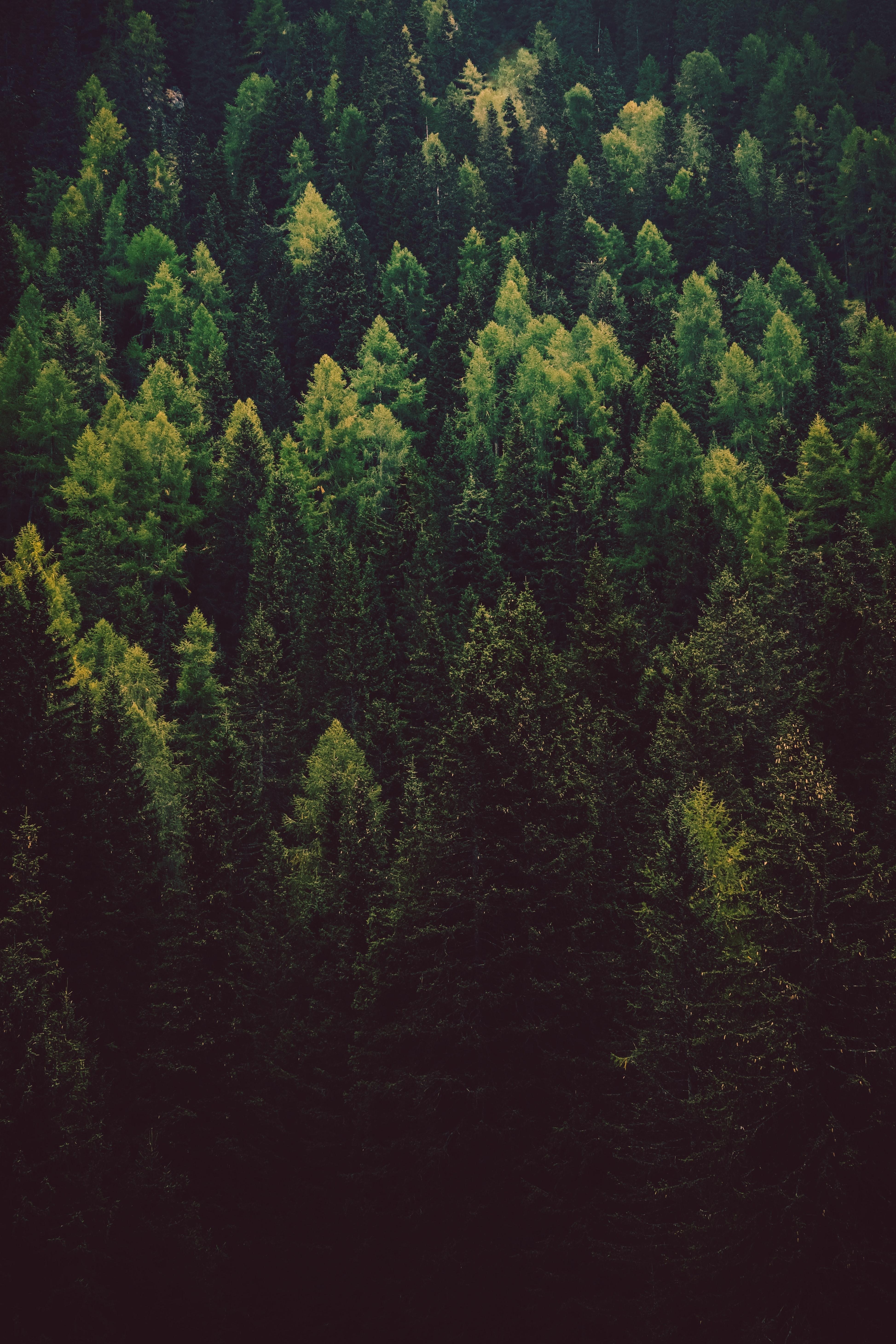 trees, nature, pine, green, coniferous, forest 4K Ultra