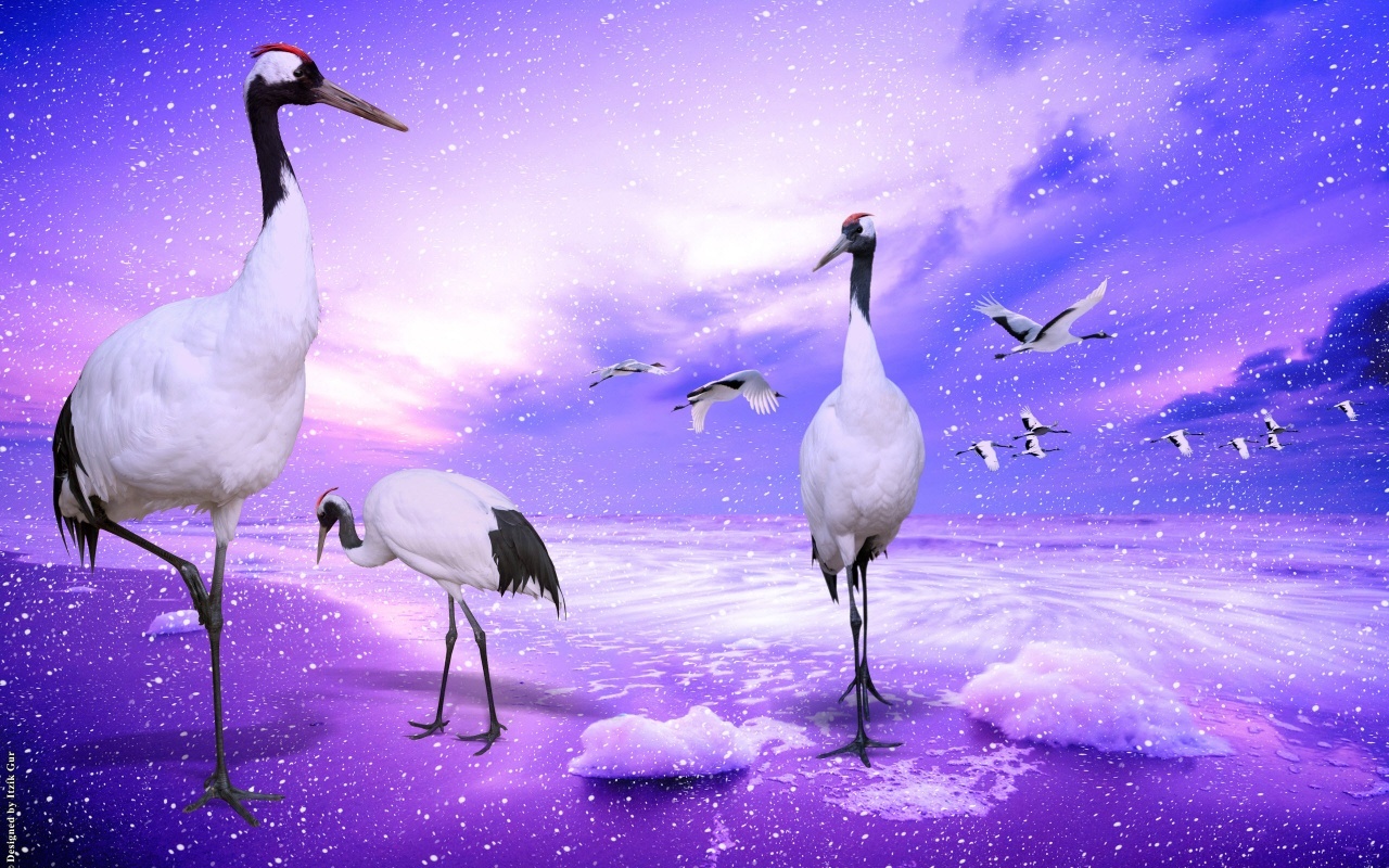 12634 Hintergrundbild herunterladen tiere, vögel, reiher, violett - Bildschirmschoner und Bilder kostenlos