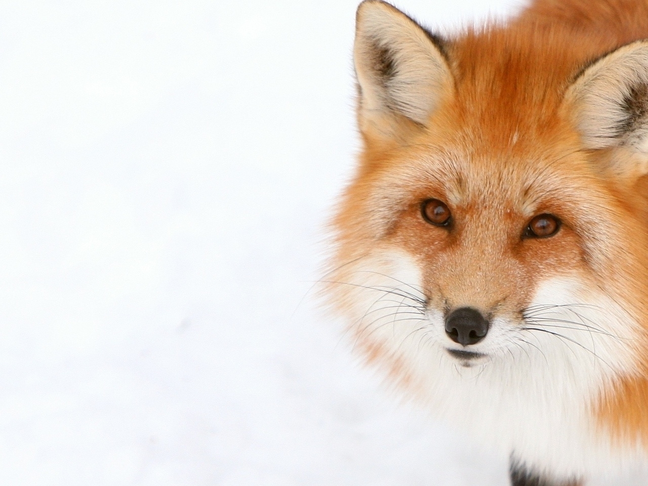 47177 Bildschirmschoner und Hintergrundbilder Fox auf Ihrem Telefon. Laden Sie tiere, fox, orange Bilder kostenlos herunter
