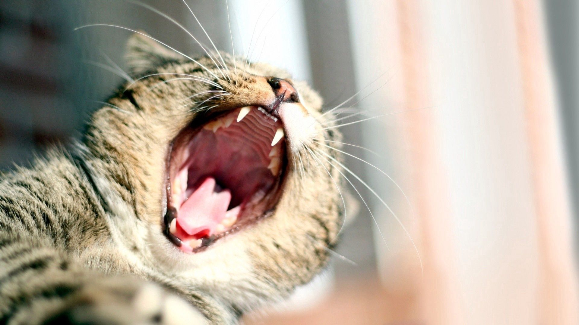 animals, cat, to fall, mouth, to yawn, yawn