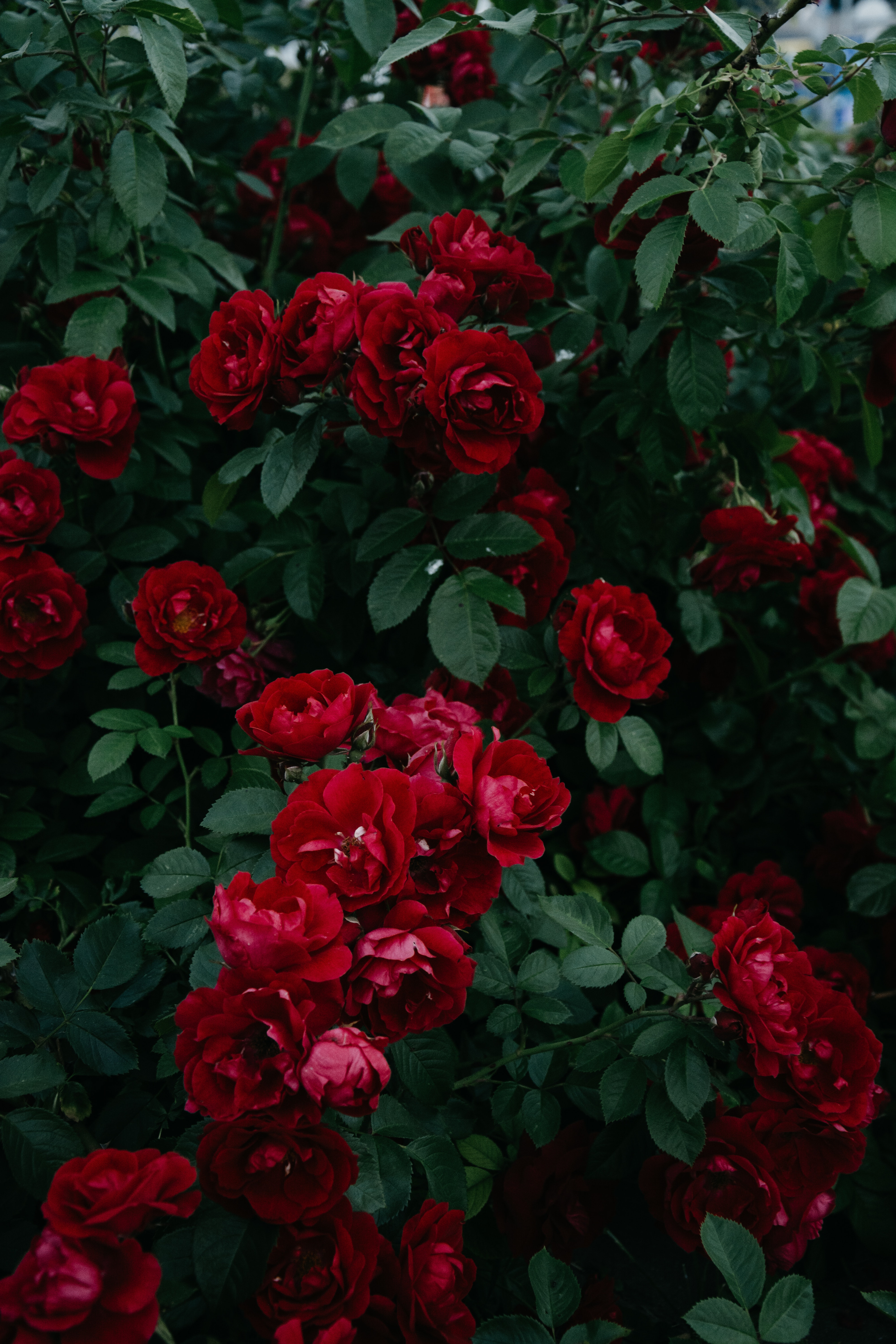 flowers, bush, bud, red, roses, flowering, leaves, bloom, garden High Definition image