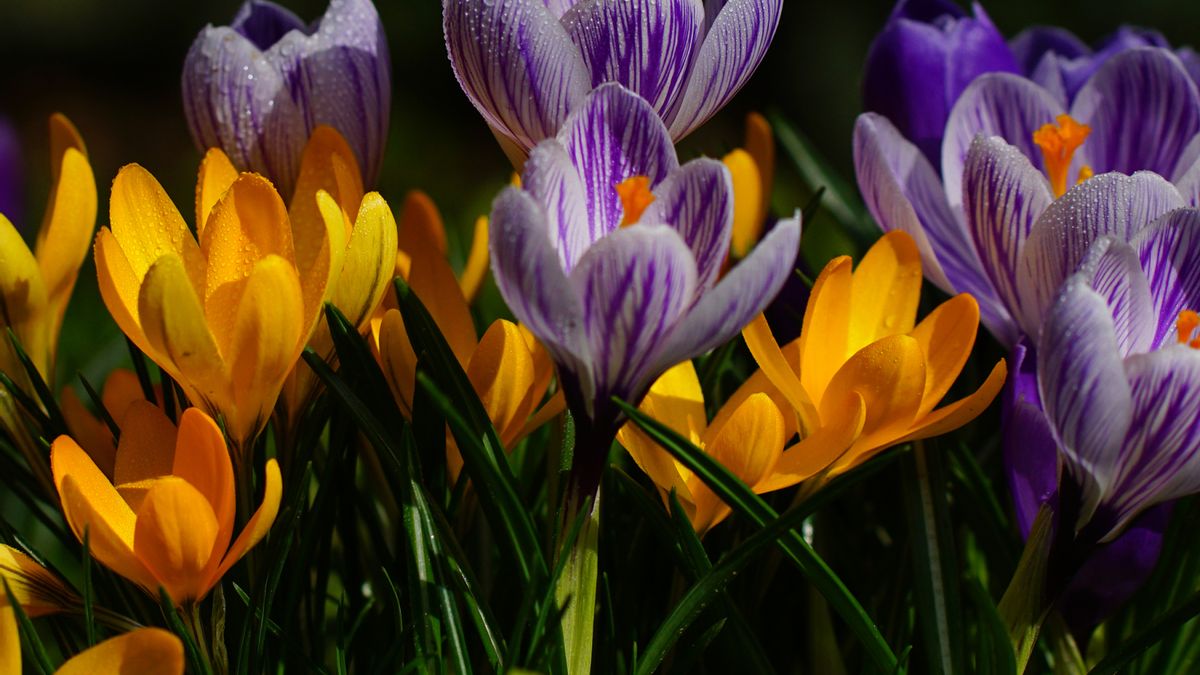 Crocus fleur