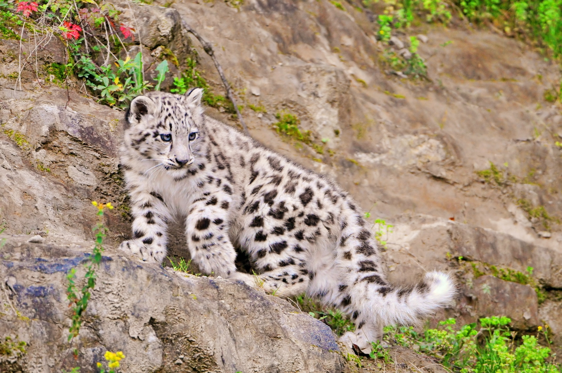 57955 Bild herunterladen schneeleopard, tiere, steigen, raubtier, predator, große katze, big cat, klettern - Hintergrundbilder und Bildschirmschoner kostenlos