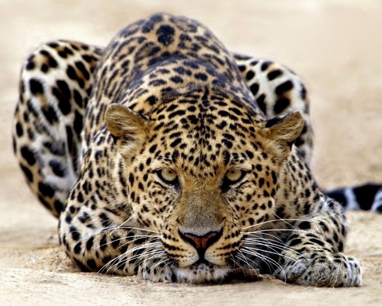 8601 Hintergrundbild herunterladen tiere, leopards - Bildschirmschoner und Bilder kostenlos