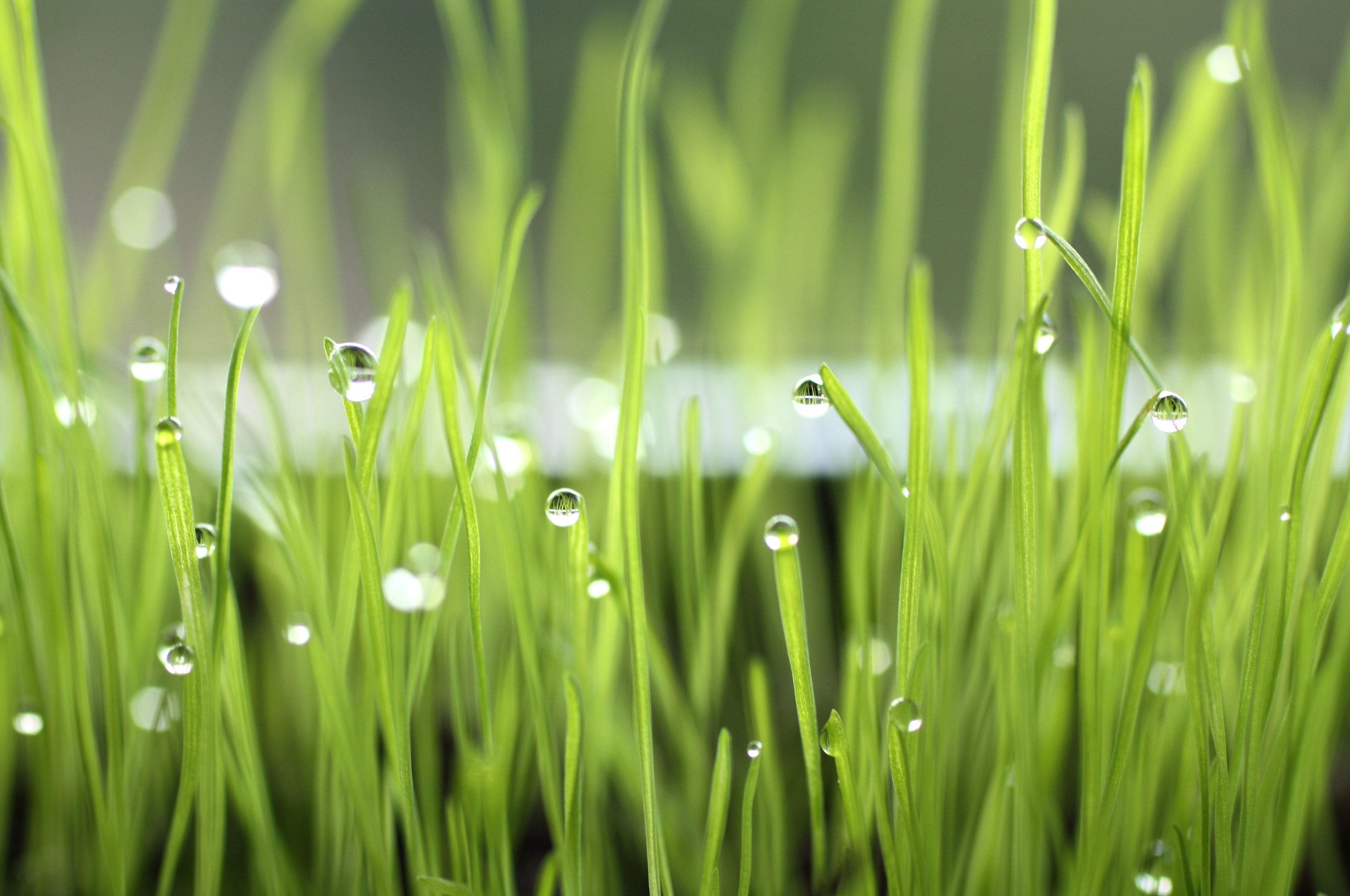 dew, grass, drops, light 3d Wallpaper