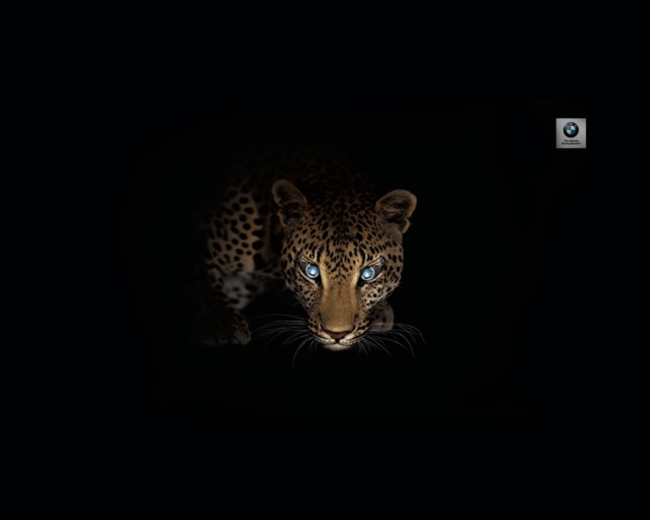 9143 Hintergrundbild herunterladen tiere, kunst, leopards, schwarz - Bildschirmschoner und Bilder kostenlos