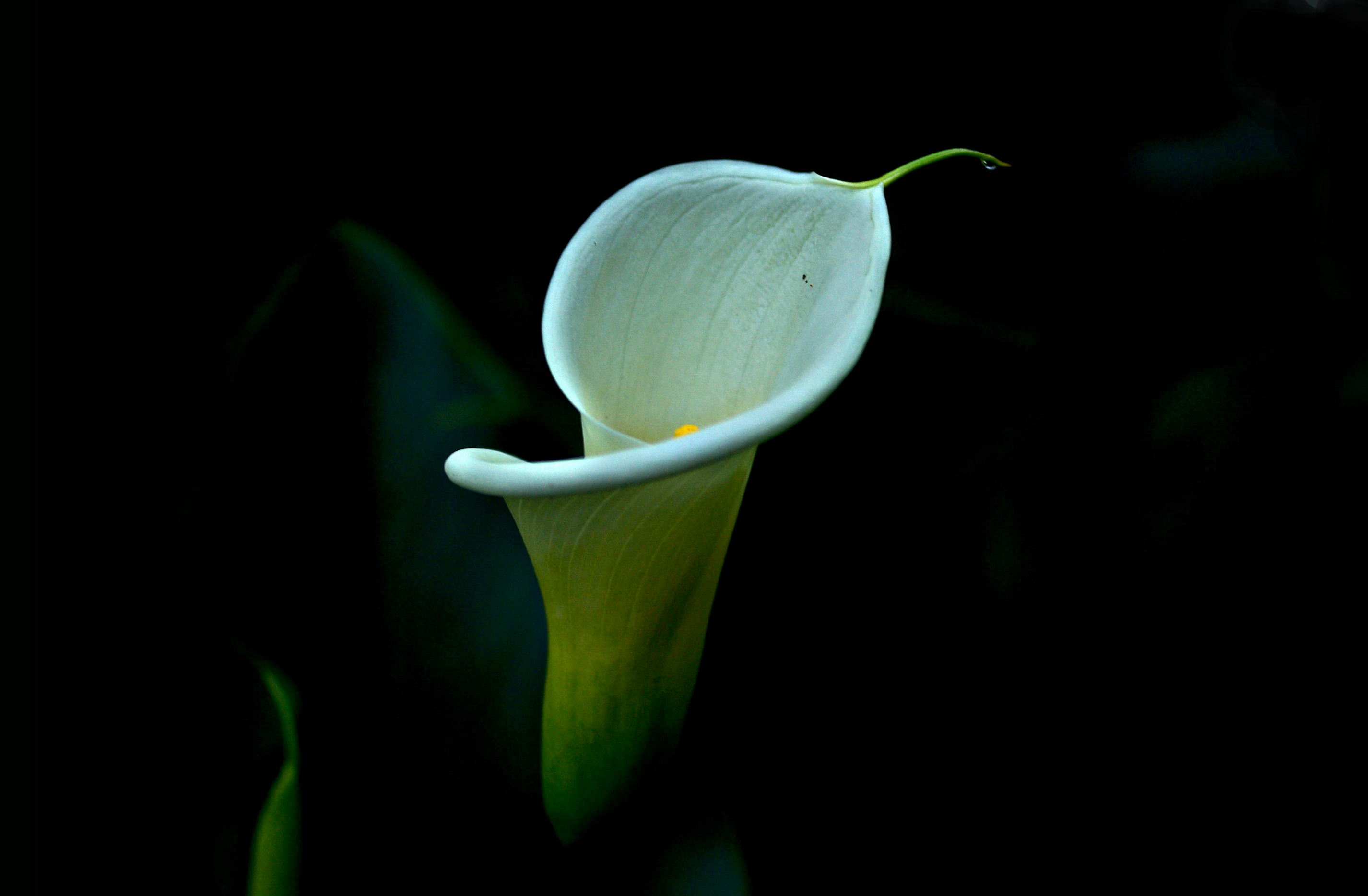  Calla HD Android Wallpapers