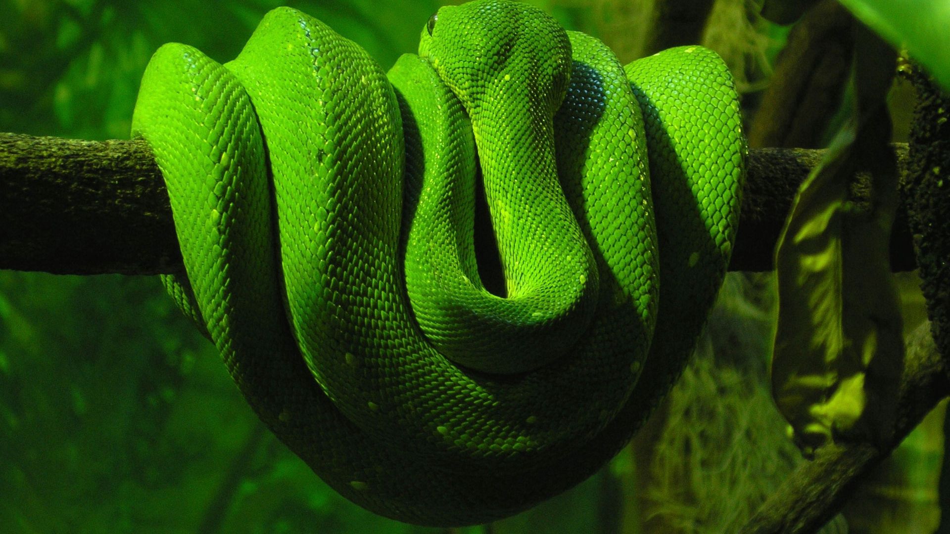 Beliebte Grüne Schlange Bilder für Mobiltelefone