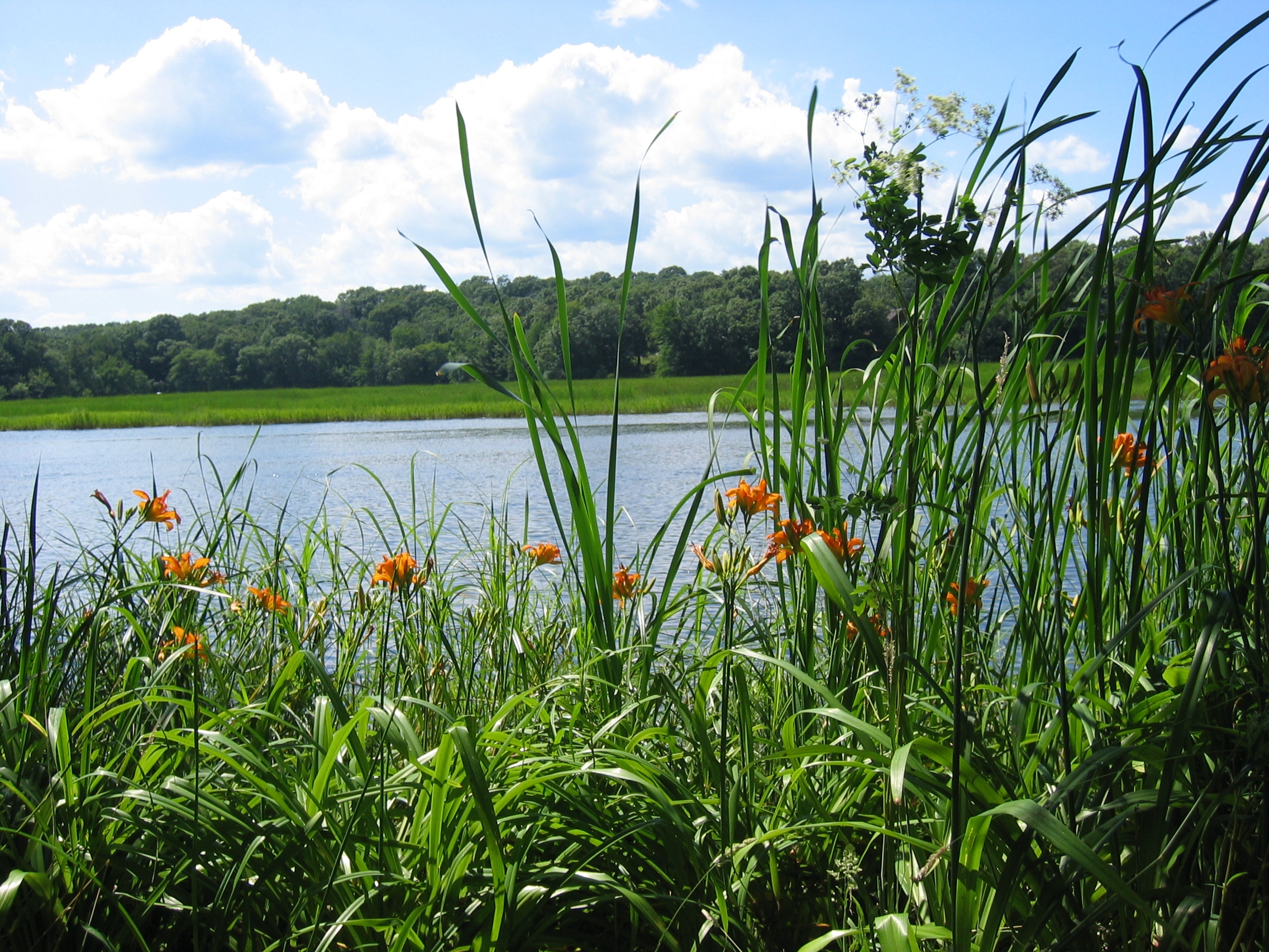 Есть камыш на озере. Растения на берегу реки. Трава у реки. Растения озера. Цветы на берегу реки.