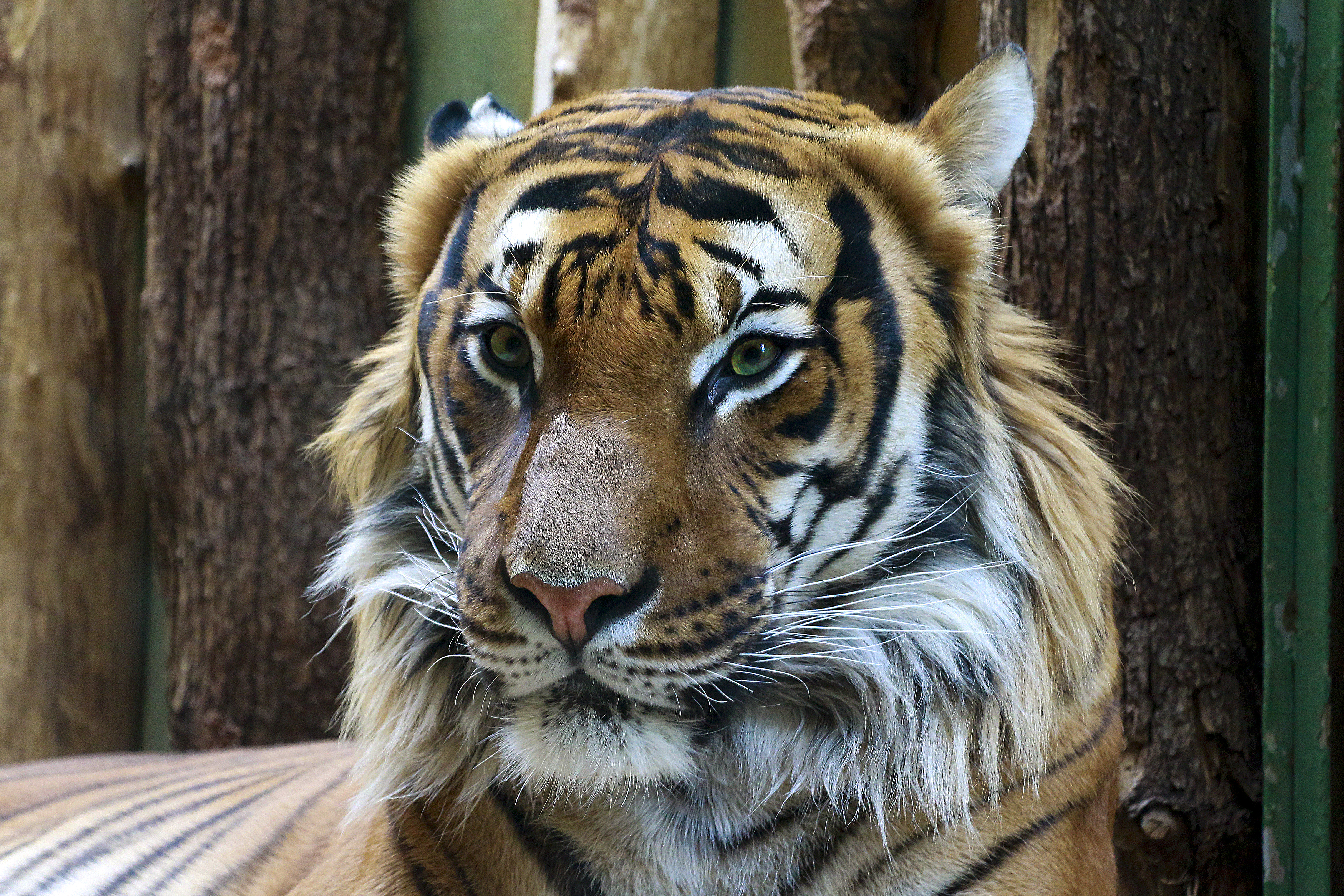 86214 download wallpaper animals, muzzle, predator, big cat, sight, opinion, tiger screensavers and pictures for free