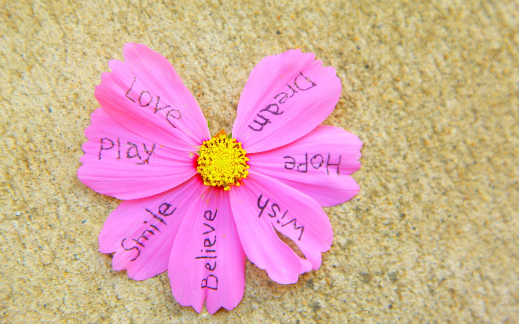 Lettering flower, petals, words, inscriptions 4k Wallpaper