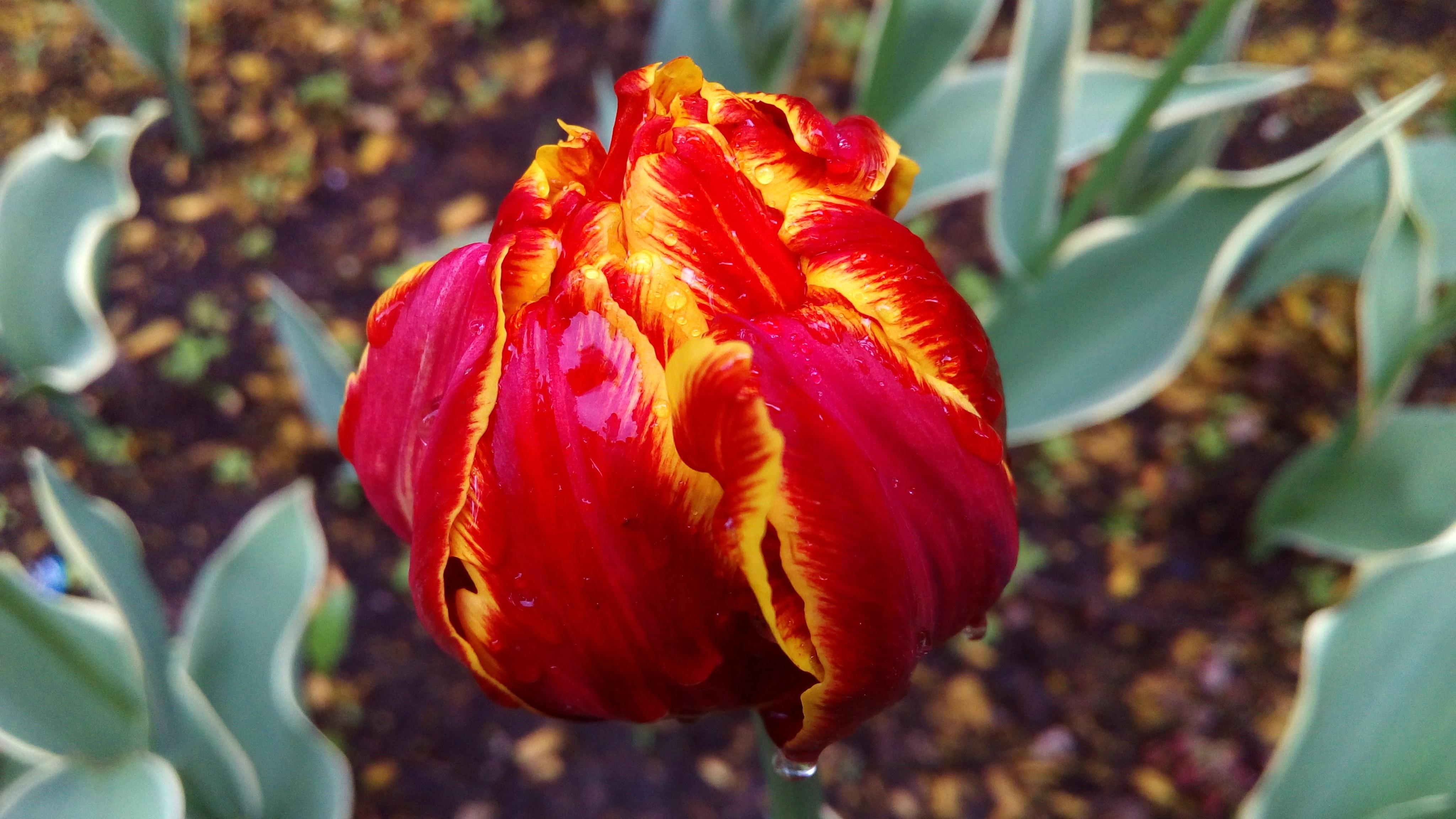 145242 Bildschirmschoner und Hintergrundbilder Tulip auf Ihrem Telefon. Laden Sie blütenblätter, makro, tulpe, gestreift Bilder kostenlos herunter
