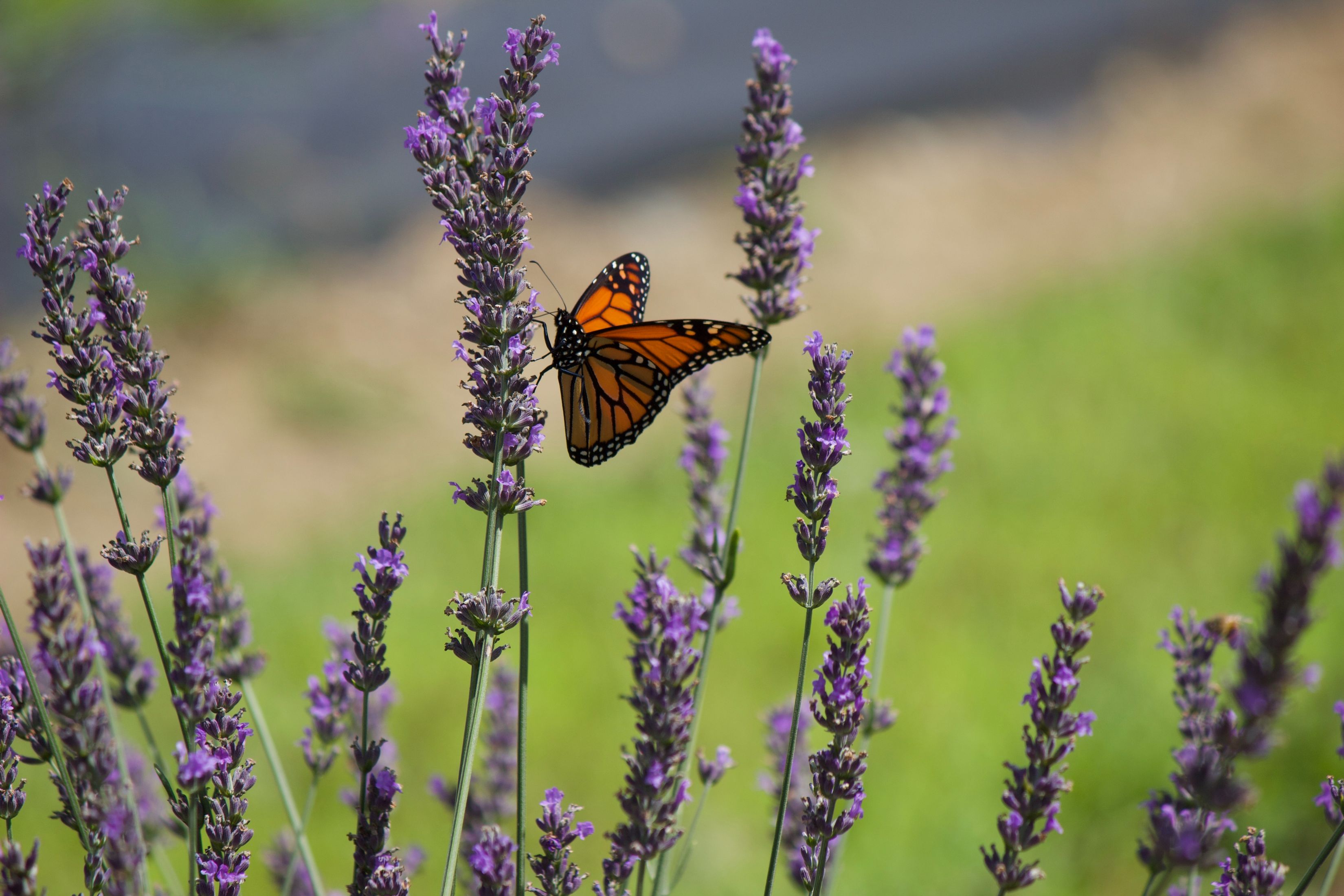 Download mobile wallpaper: Butterfly, Lavender, Insect, Flowers, Macro