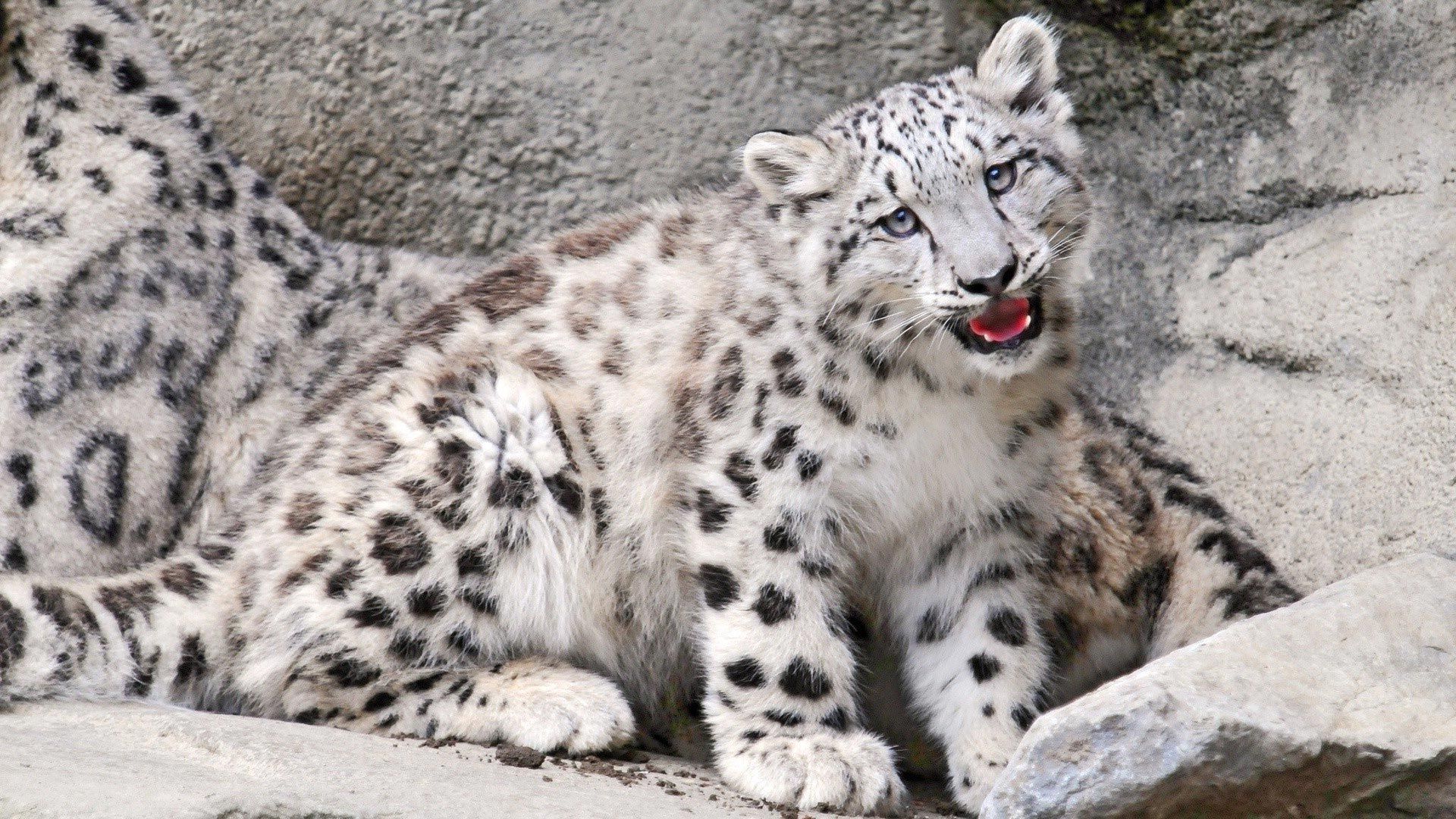 155173 Screensavers and Wallpapers Snow Leopard for phone. Download animals, stones, snow leopard, young, to fall, mouth, joey, irbis pictures for free