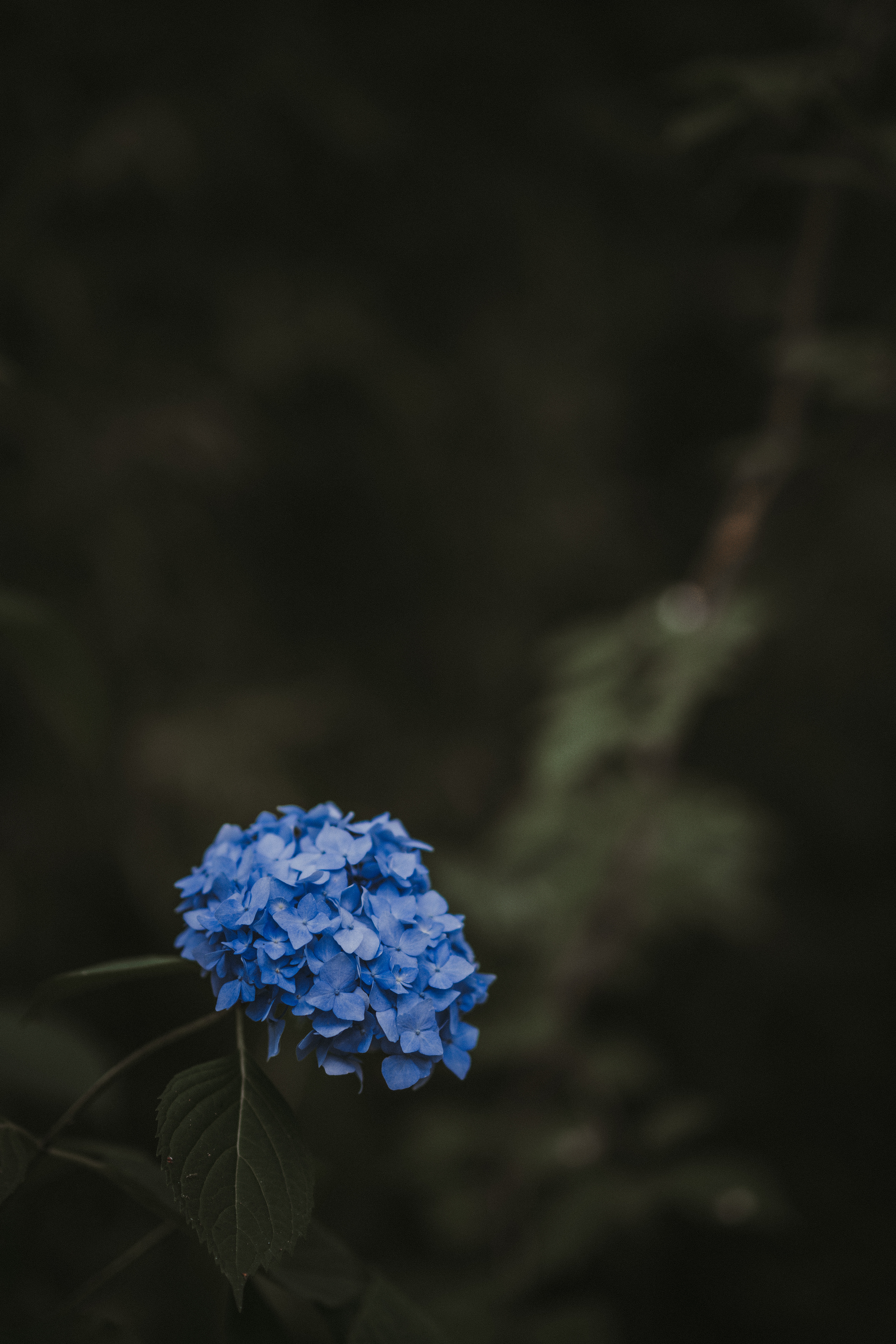 smooth, flowers, leaves, blue, blur, hydrangea, inflorescences, inflorescence wallpapers for tablet