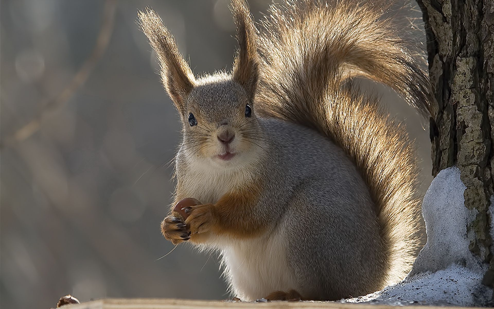 142933 Bildschirmschoner und Hintergrundbilder Eichhörnchen auf Ihrem Telefon. Laden Sie tiere, winter, schwanz Bilder kostenlos herunter