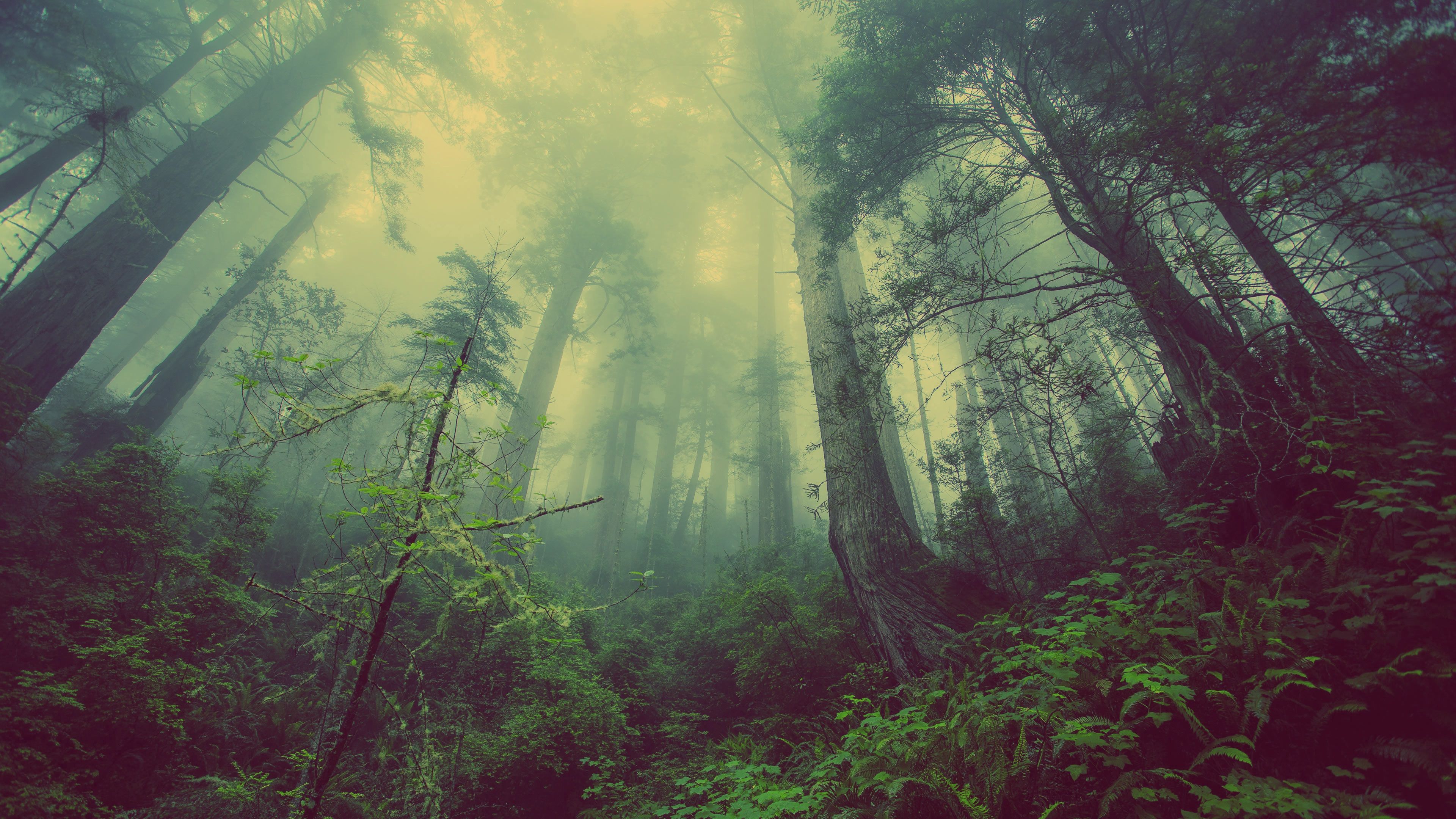 Laden Sie das Natur, Bäume, Wald, Nebel, Mystisch, Mystic-Bild kostenlos auf Ihren PC-Desktop herunter