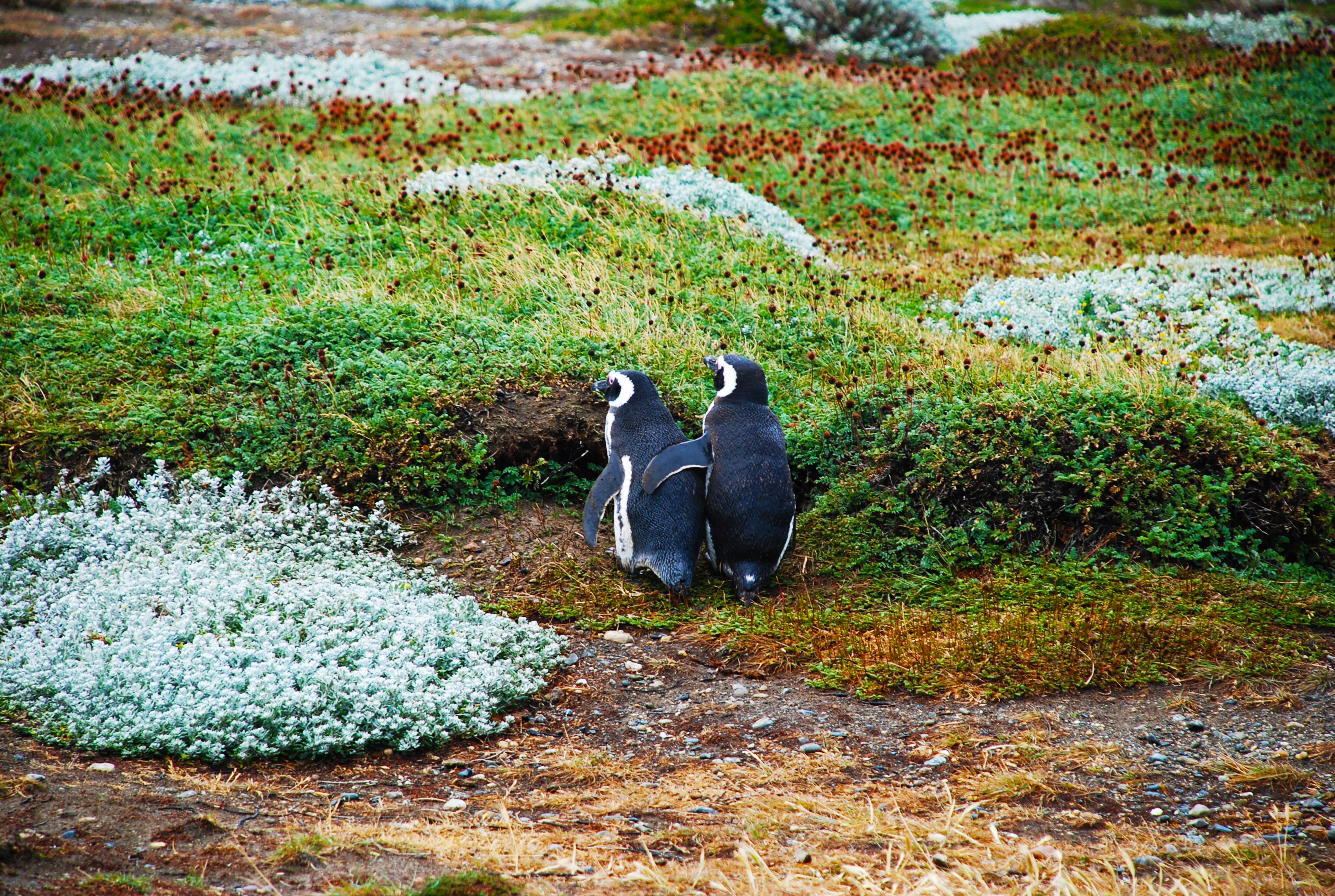 102754 Hintergrundbilder und Pinguins Bilder auf dem Desktop. Laden Sie tiere, grass, magellan-pinguin, paar Bildschirmschoner kostenlos auf den PC herunter