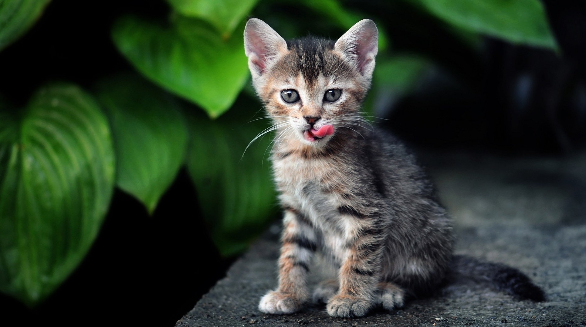 Laden Sie das Kätzchen, Tiere, Grass, Blätter, Sitzen-Bild kostenlos auf Ihren PC-Desktop herunter