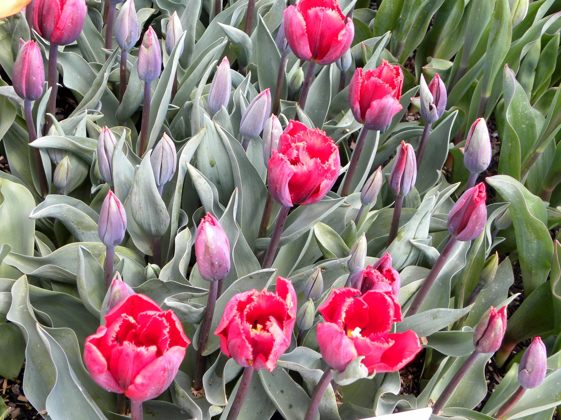 Laden Sie das Blumen, Tulpen, Grüne, Grünen, Knospen-Bild kostenlos auf Ihren PC-Desktop herunter