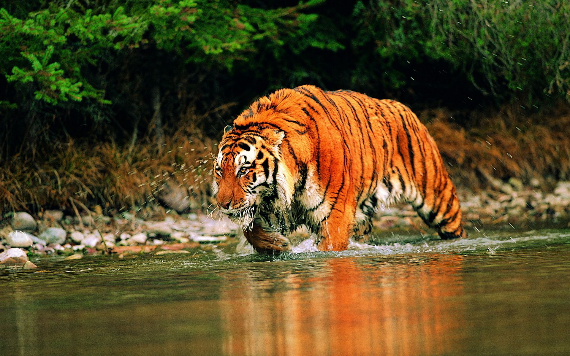 HD wallpaper tiger, animals, water, hunts