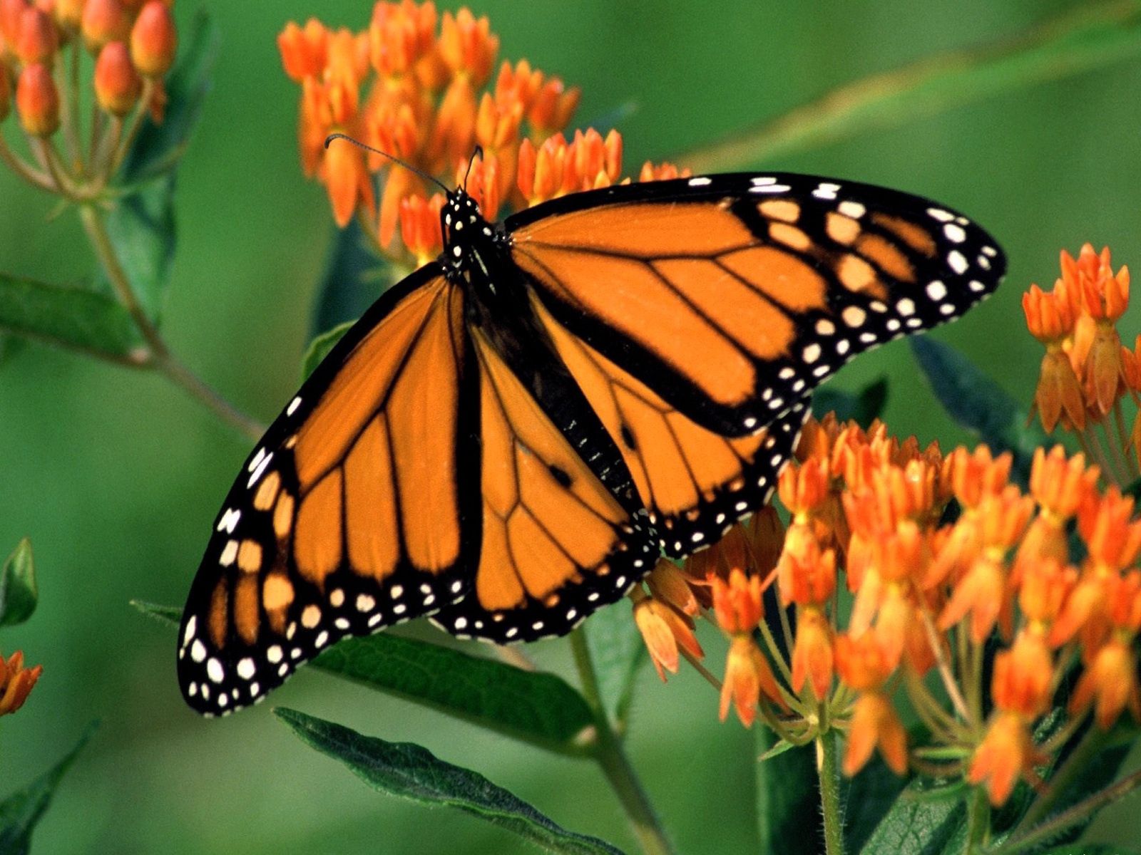 Laden Sie das Blume, Patterns, Makro, Schmetterling, Flügel-Bild kostenlos auf Ihren PC-Desktop herunter