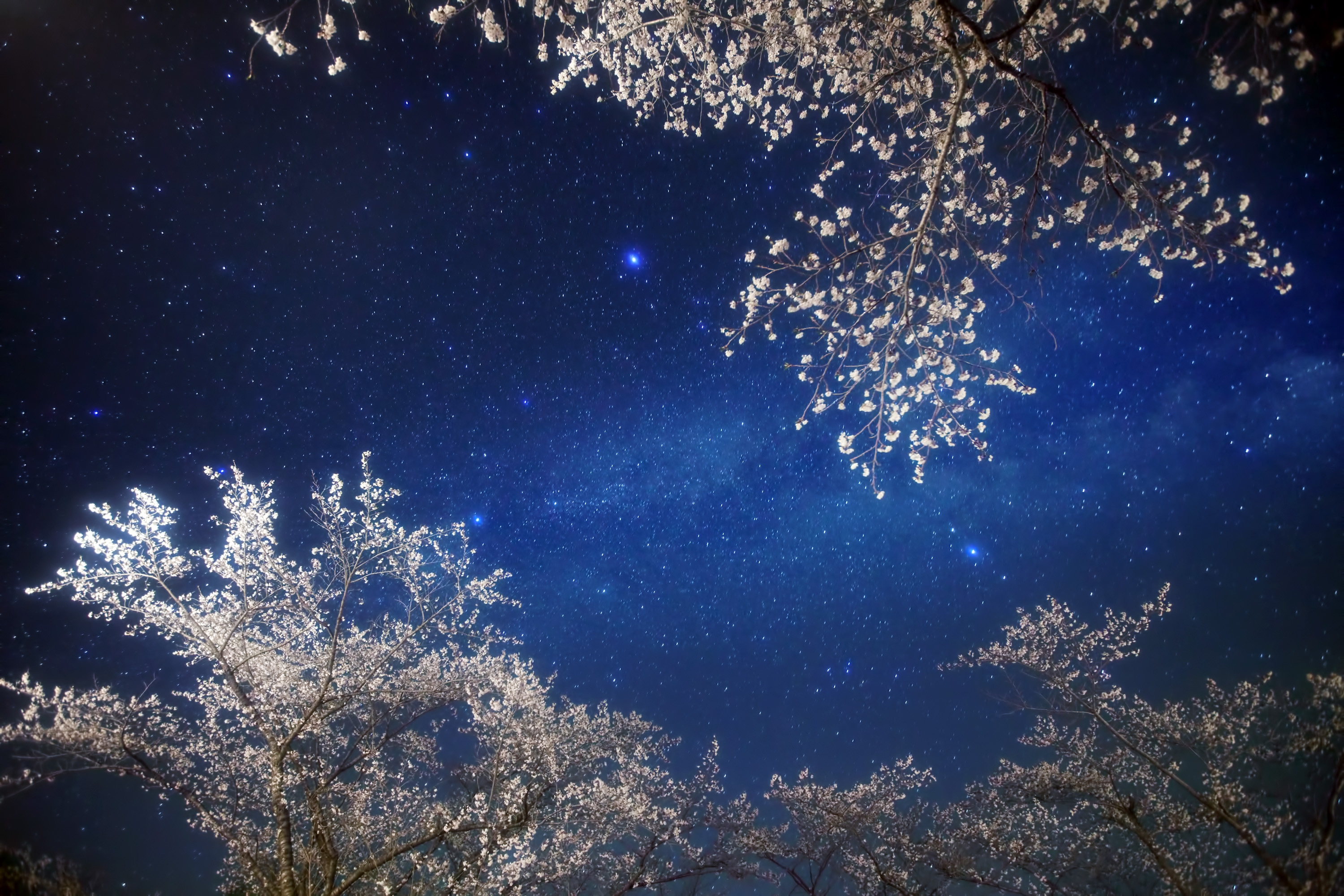 shining, branches, nature, sky, branch, stars, night
