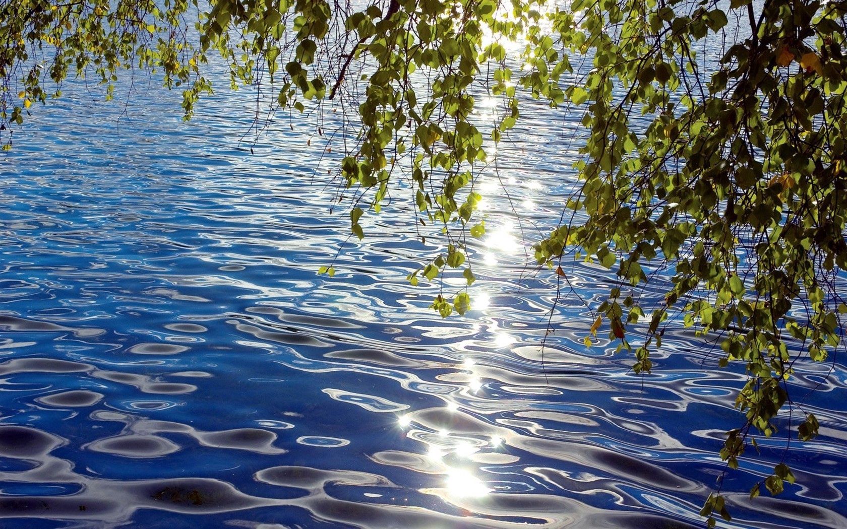 nature, water, leaves, glare, ripples, ripple, siberia, birch HD wallpaper
