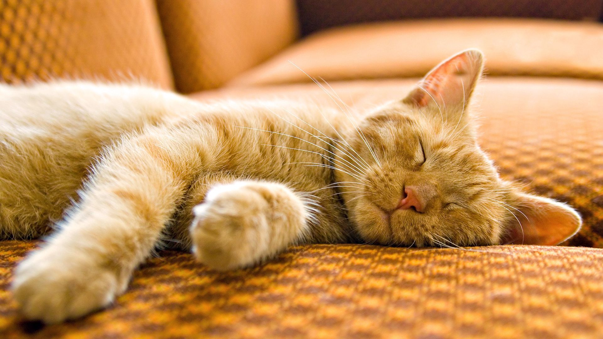 Latest Mobile Wallpaper cat, animals, dream, sleep
