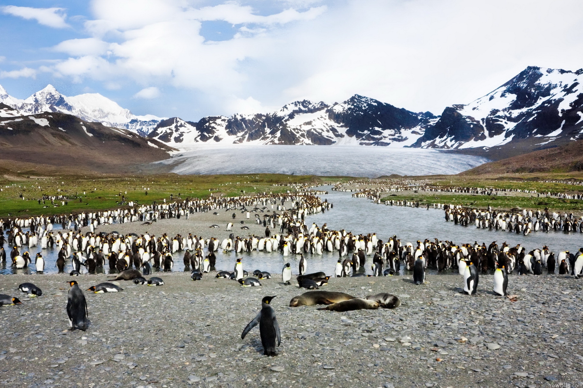 Pinguins seals, flock, top, mountains Free Stock Photos