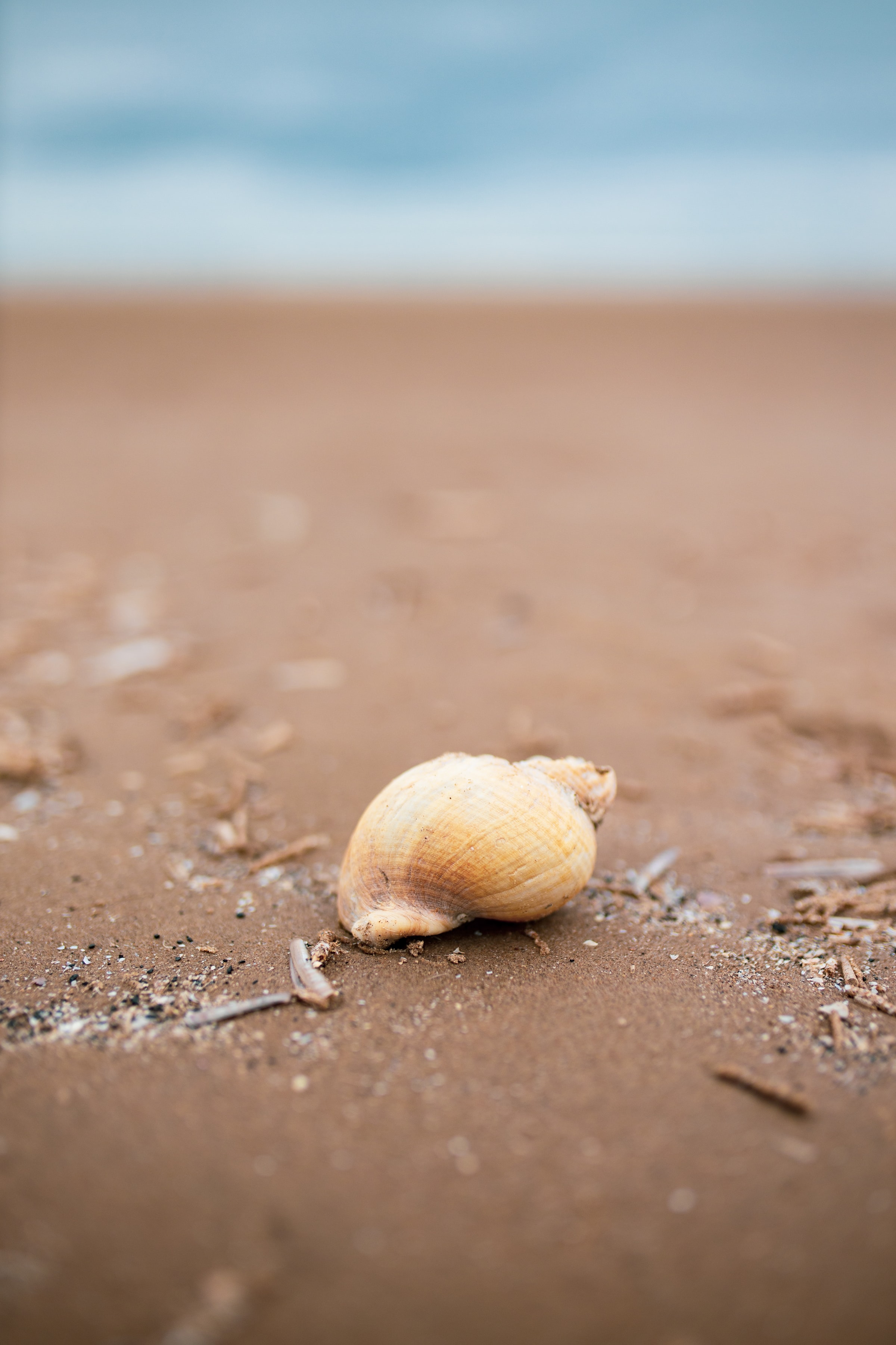 139274 Screensavers and Wallpapers Shell for phone. Download beach, sand, macro, coast, shell pictures for free
