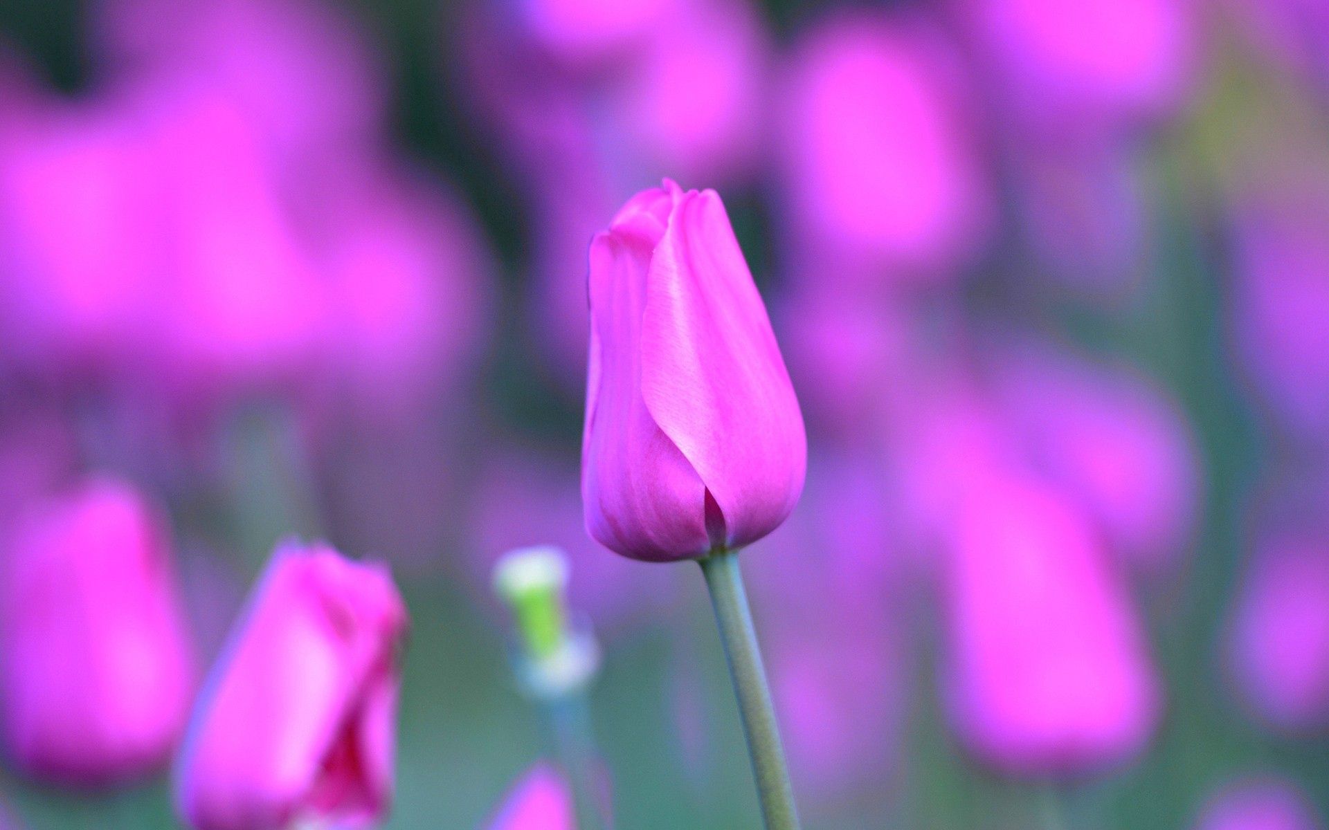 flower, light, macro, tulip Lilac Cellphone FHD pic