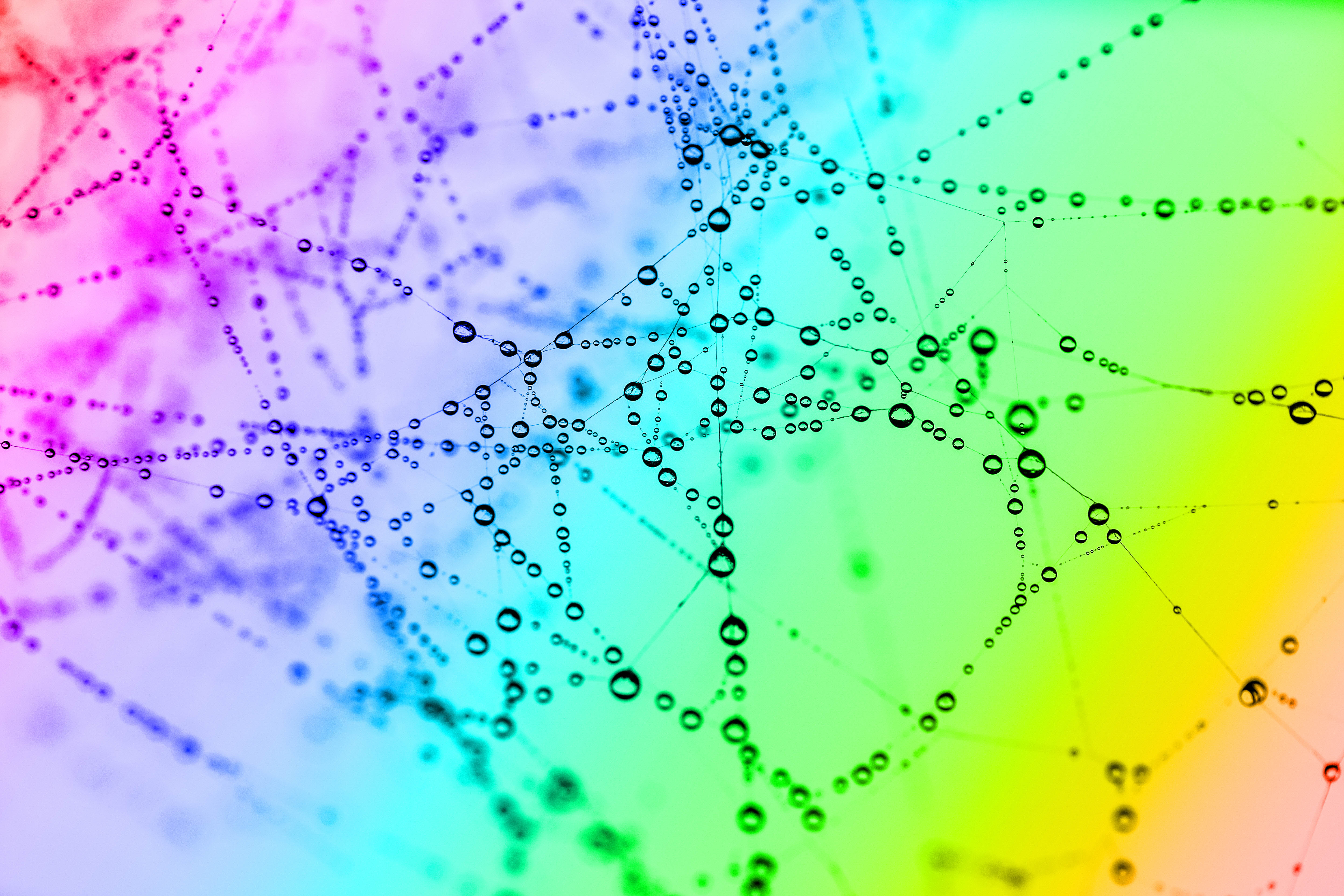 bright, web, drops, macro, color, coloured UHD