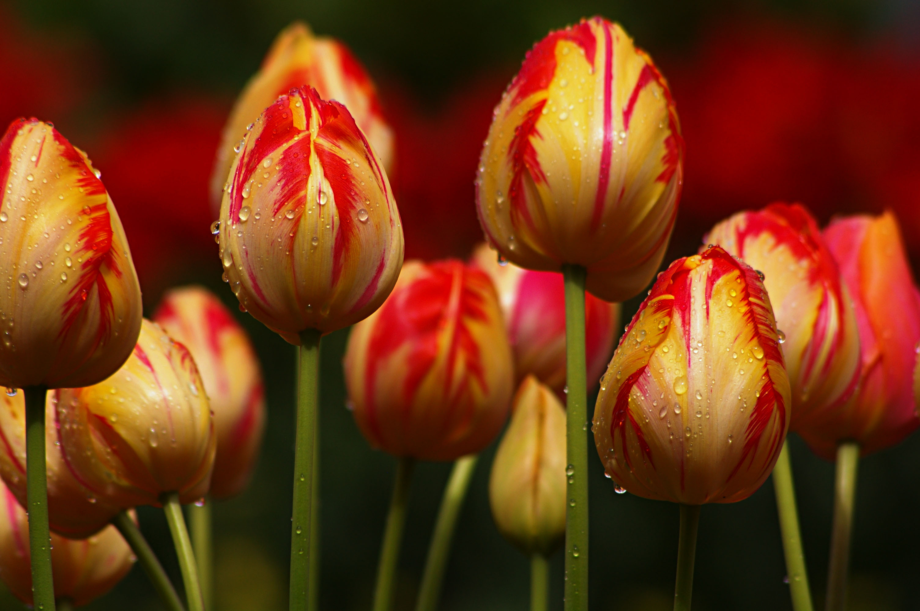 Cập nhật hình nền điện thoại mới mẻ và độc đáo cho chiếc điện thoại của bạn với các bức tranh hoa tulip đầy màu sắc. Hình nền điện thoại này sẽ làm nổi bật chiếc điện thoại của bạn và mang đến sự sang trọng và sang trọng.