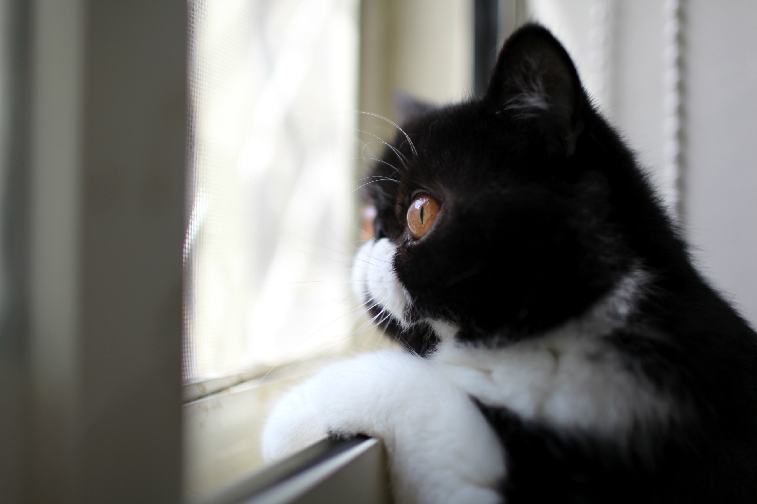 54215 descargar fondo de pantalla animales, gato, color, visión, opinión, perfil, en blanco y negro, blanco y negro, mira por la ventana, mirando por la ventana: protectores de pantalla e imágenes gratis