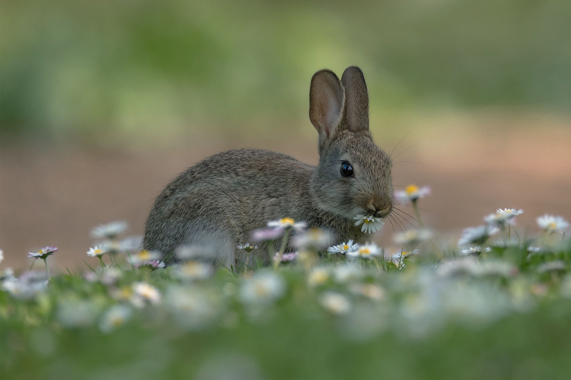 Cool Backgrounds hare, animal Chamomile
