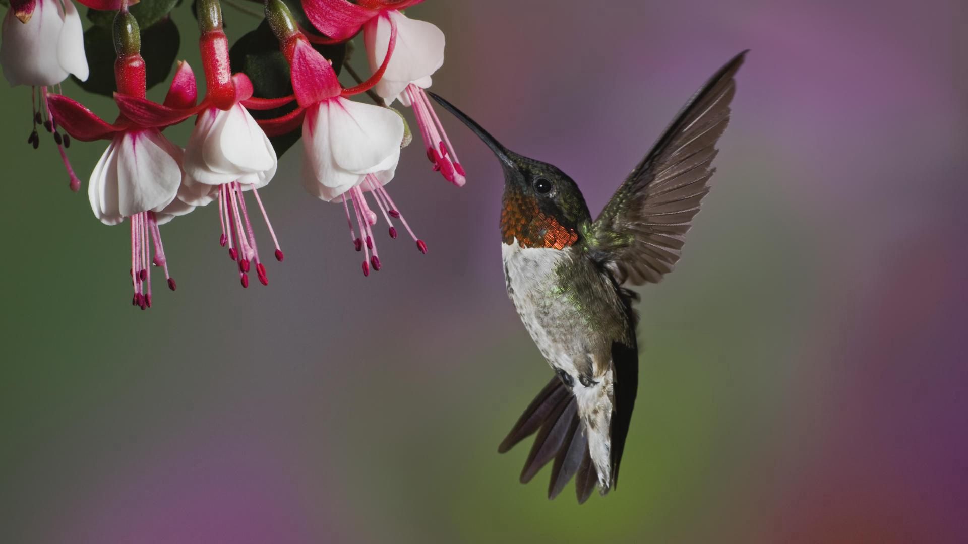Laden Sie das Blume, Tiere, Kolibris, Vogel, Schnabel, Flug-Bild kostenlos auf Ihren PC-Desktop herunter