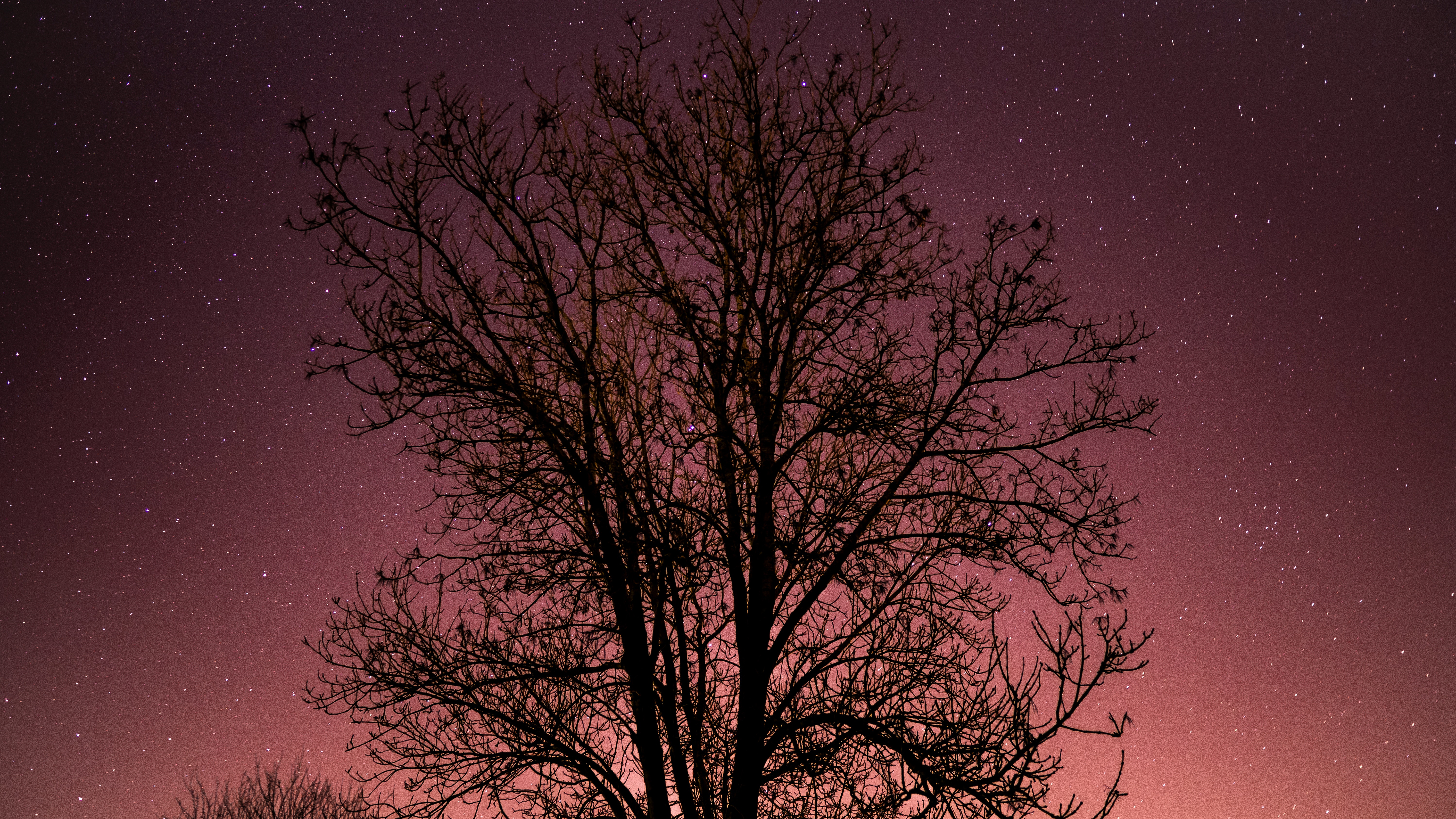 125272 Заставки і шпалери Дерево на телефон. Завантажити зоряне небо, природа, зірки, ніч картинки безкоштовно