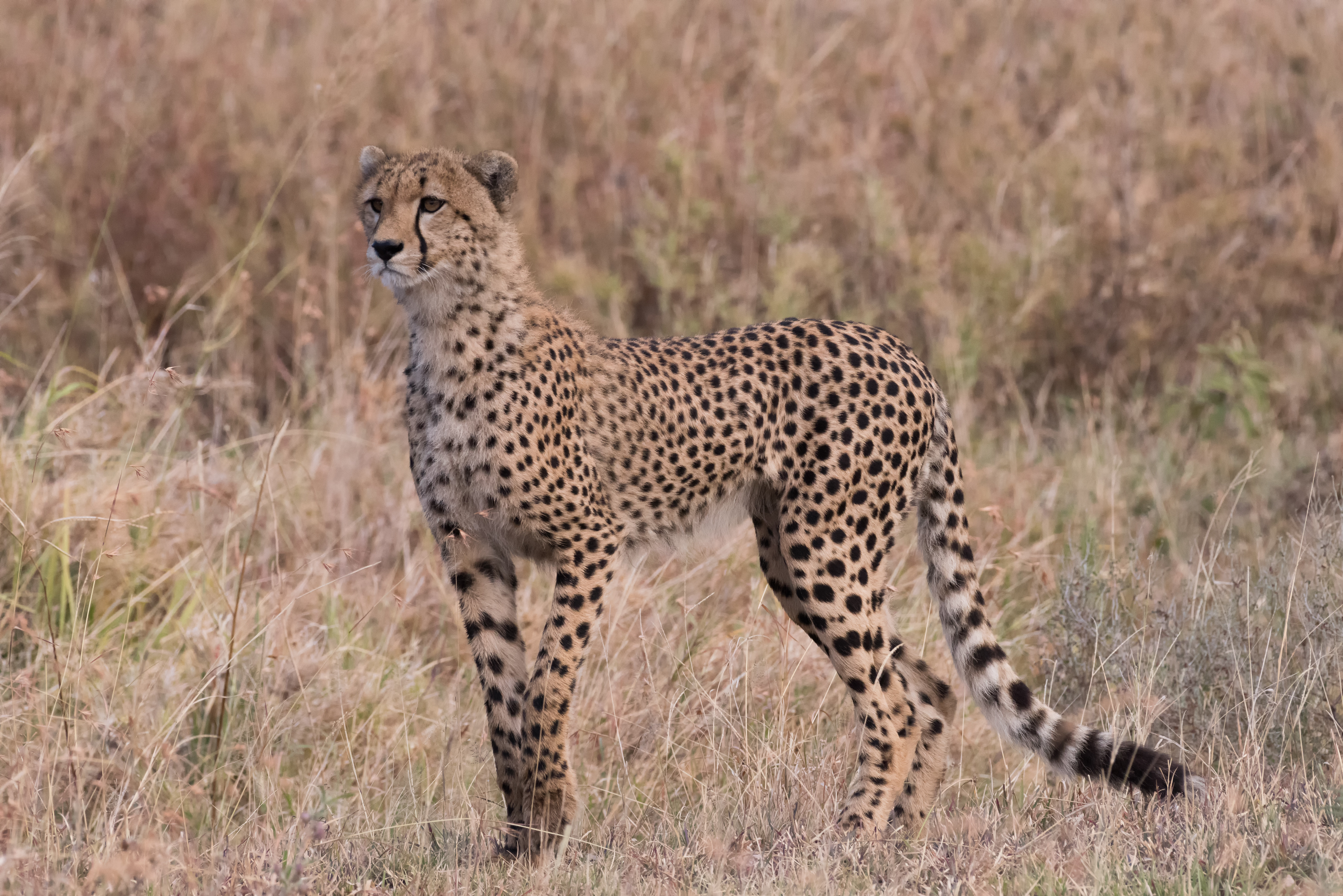 94942 Bildschirmschoner und Hintergrundbilder Gepard auf Ihrem Telefon. Laden Sie tiere, grass, raubtier, predator, große katze, big cat, gepard, sicht, meinung Bilder kostenlos herunter