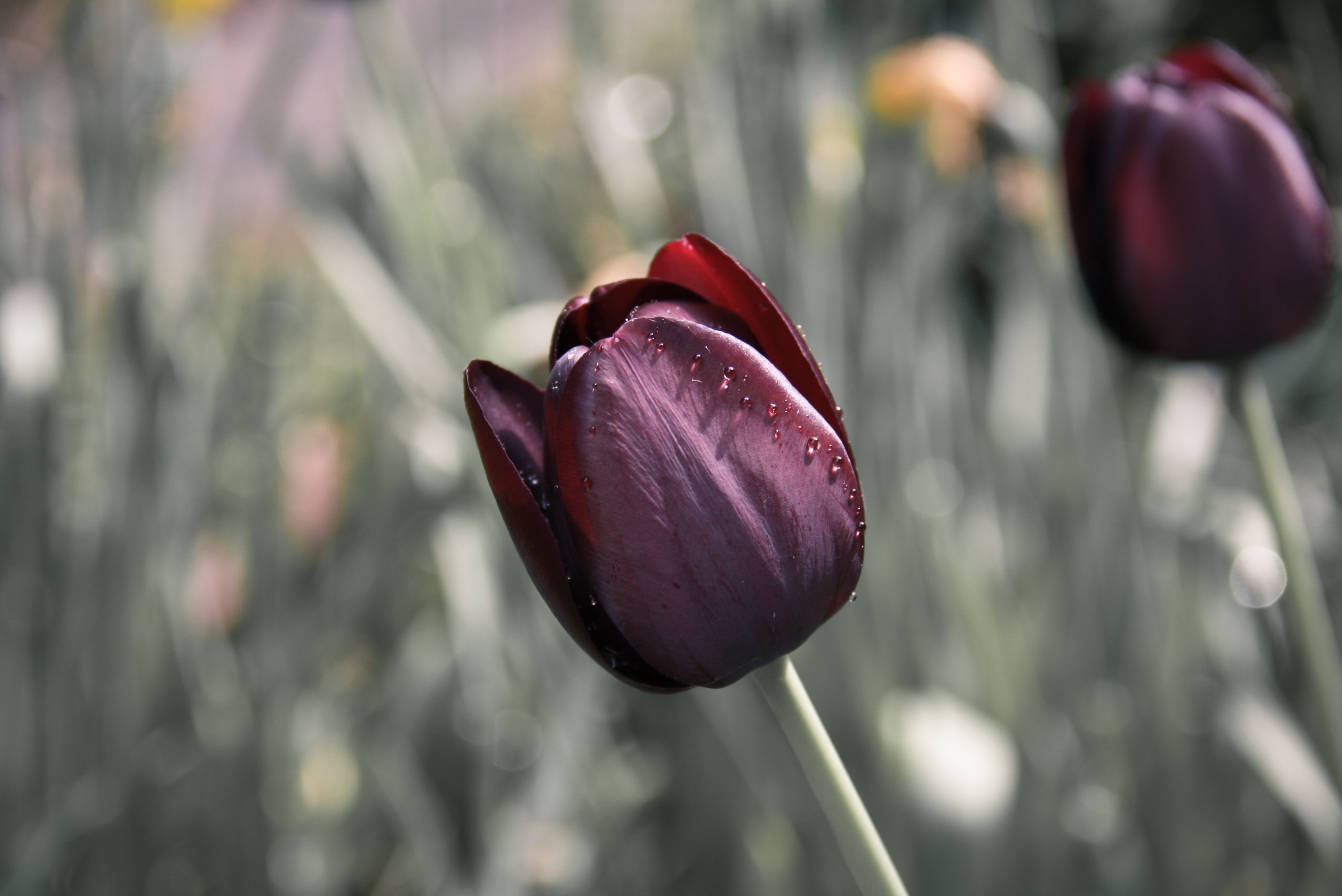 1080p pic flower, blur, smooth, tulip