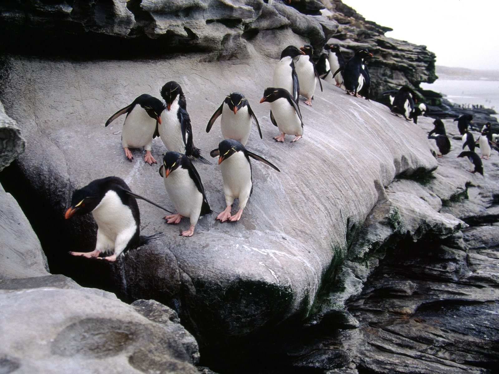 3255 Bild herunterladen tiere, pinguins, grau - Hintergrundbilder und Bildschirmschoner kostenlos