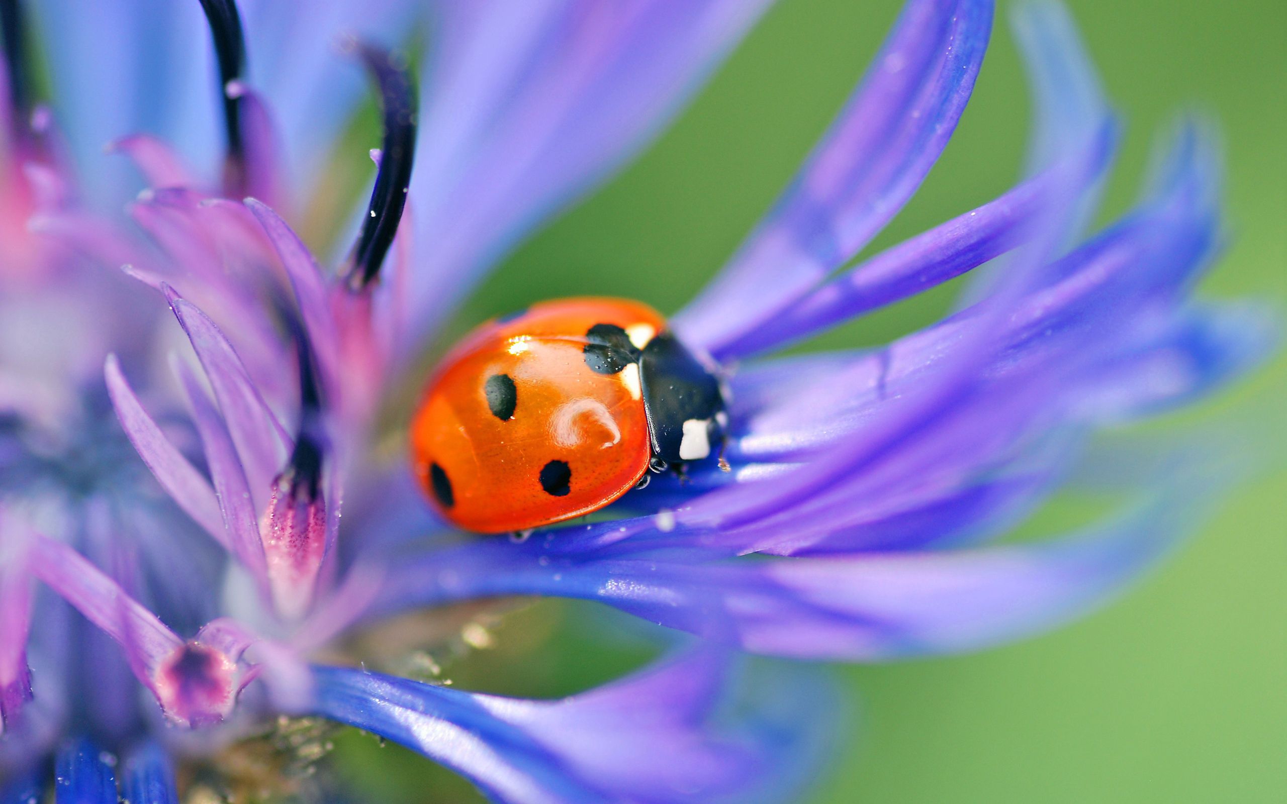 Laden Sie das Blume, Grass, Marienkäfer, Makro, Blütenblätter, Ladybird-Bild kostenlos auf Ihren PC-Desktop herunter