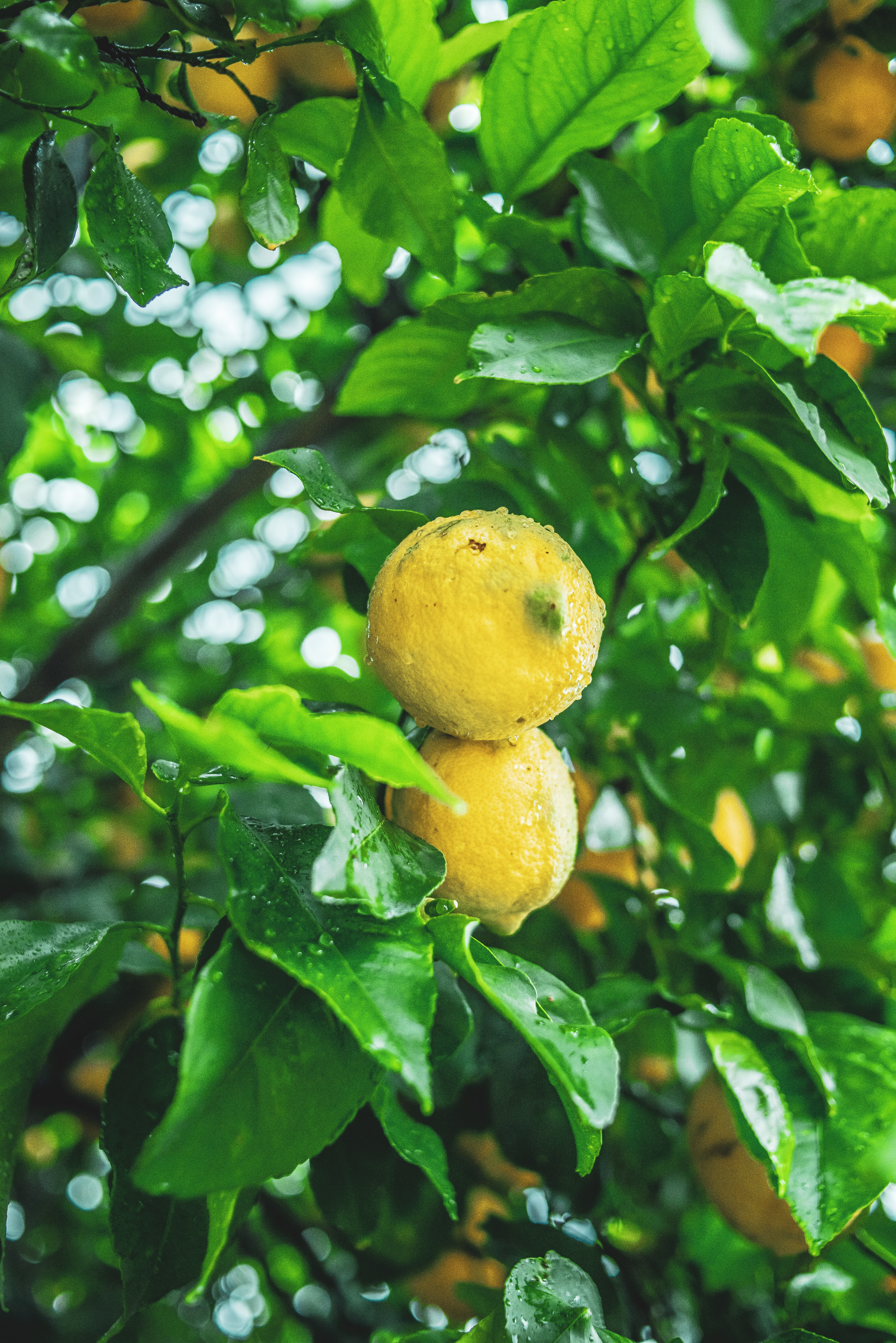 53215 download wallpaper nature, lemons, yellow, wet, branch, fruit, citrus screensavers and pictures for free