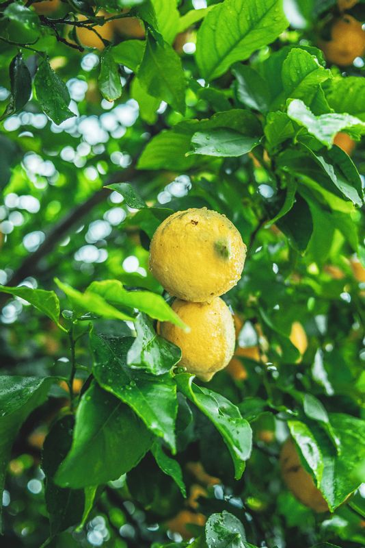 Download mobile wallpaper: Fruit, Citrus, Branch, Lemons, Wet, Nature
