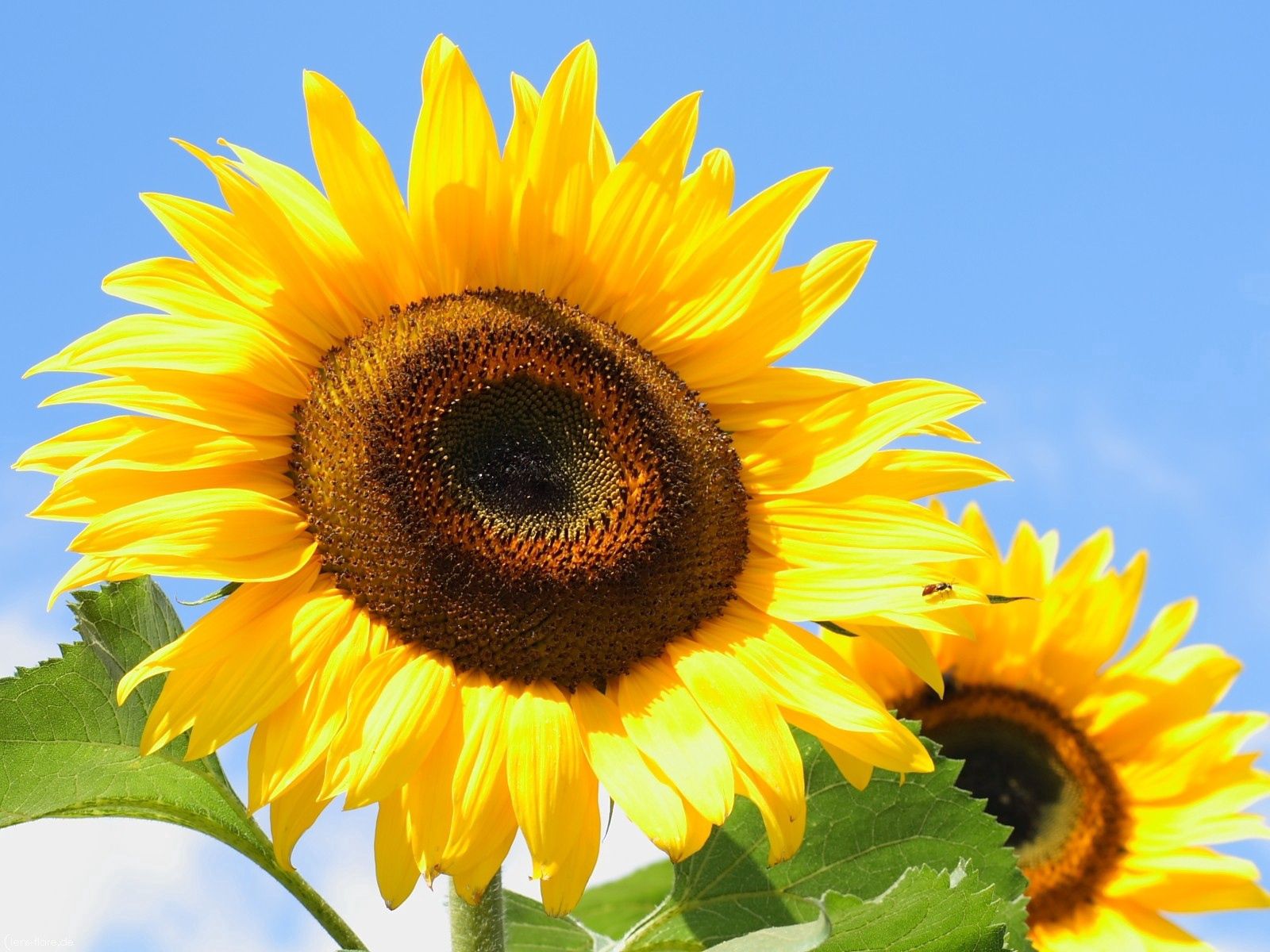 Laden Sie das Sonnenblumen, Natur, Blätter, Samen, Sonnenblumenkerne-Bild kostenlos auf Ihren PC-Desktop herunter
