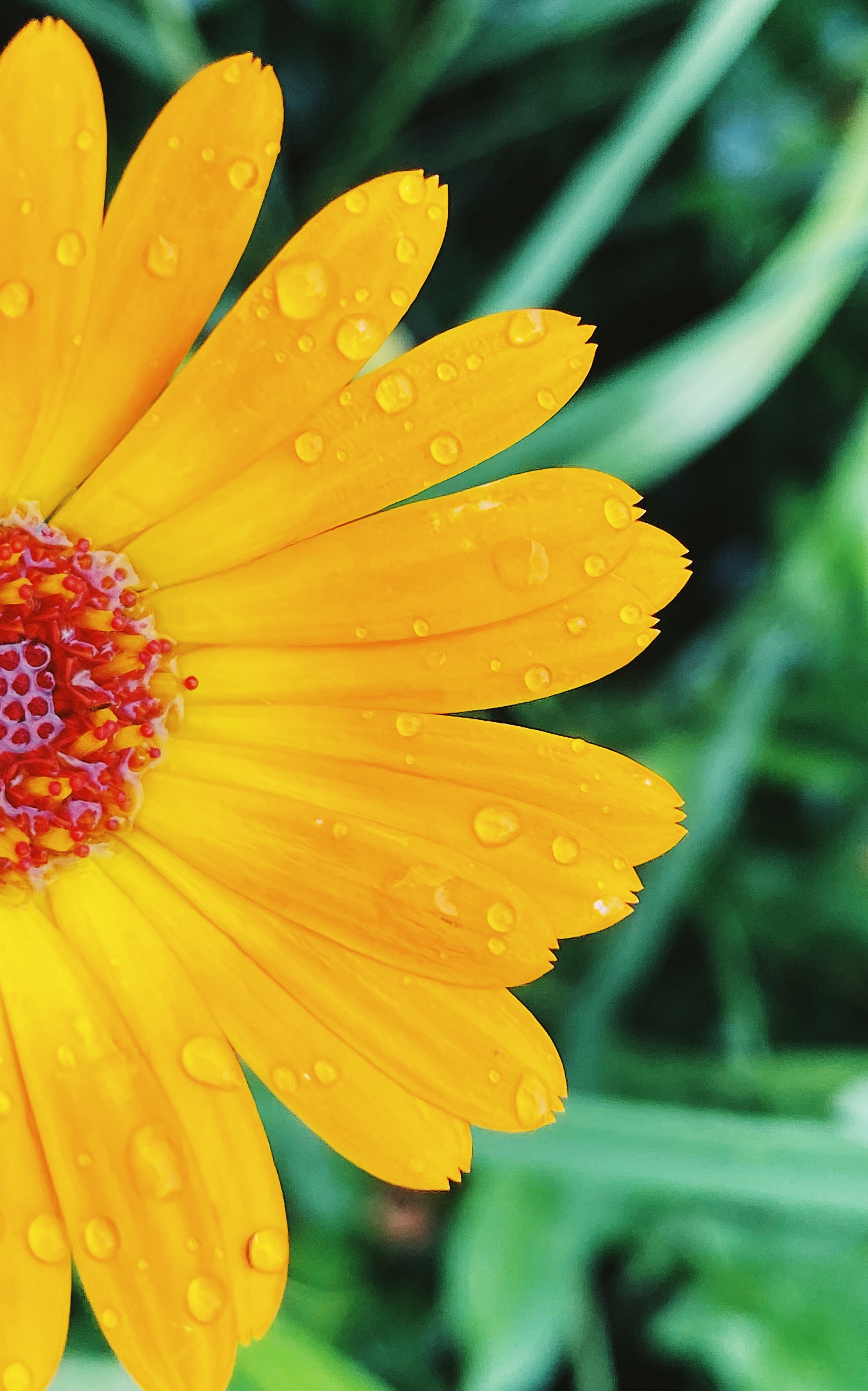 drops, flowers, yellow, flower, macro, petals 1080p