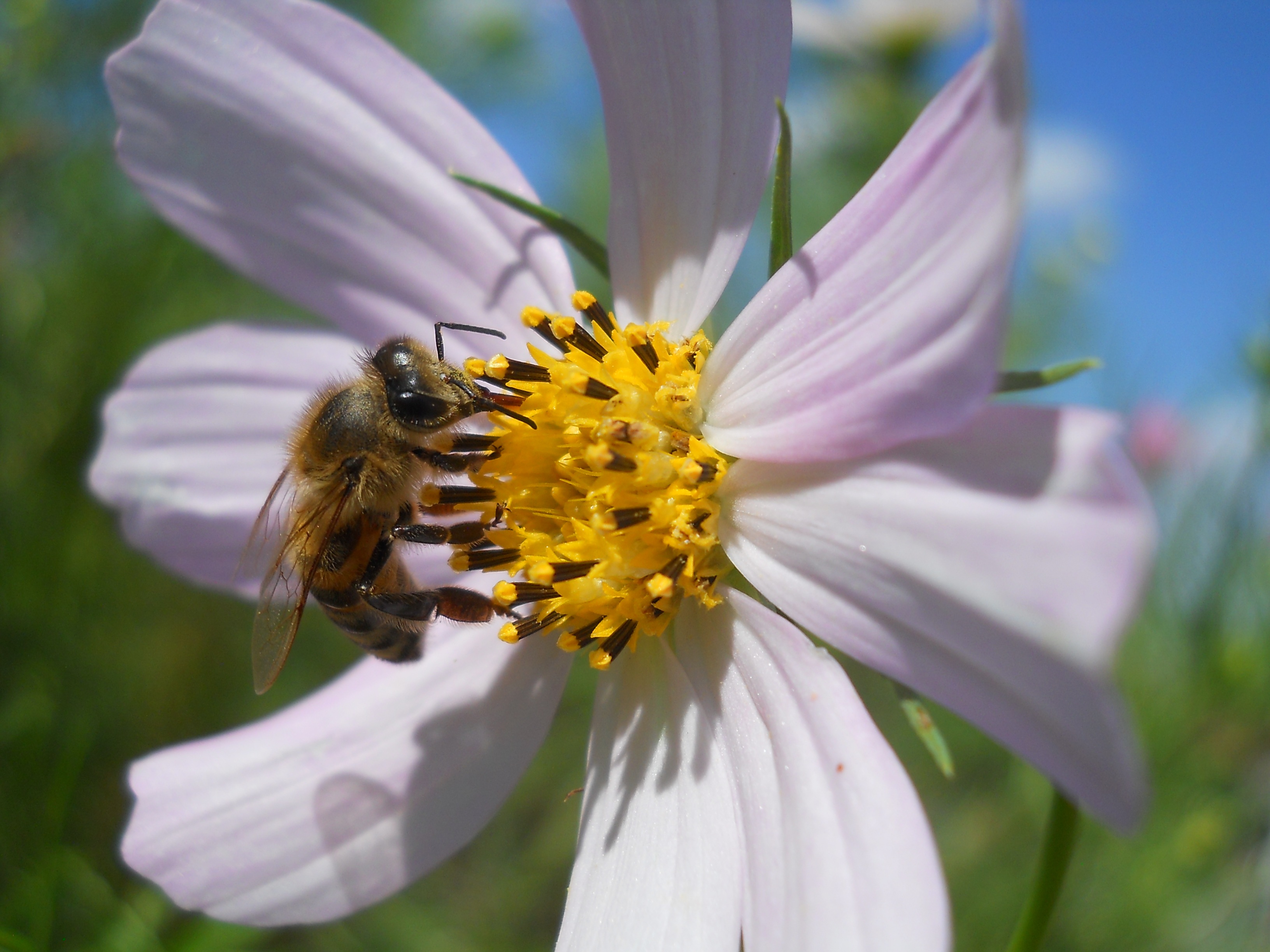 154588 Screensavers and Wallpapers Bee for phone. Download flower, macro, bee, kosmeya, cosmos pictures for free